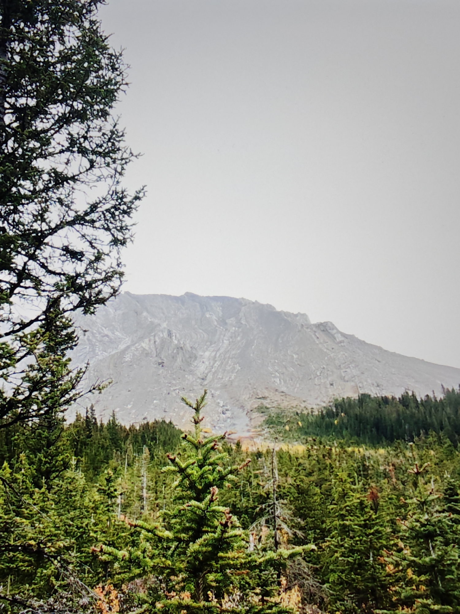 The image shows a vast, rocky mountain range under a pale, overcast sky. In the foreground, a dense forest of evergreen trees, primarily fir and spruce, stretches across the lower half of the frame. Some of the trees in the front are larger and closer, with visible branches and needles, while others recede into the distance, forming a textured green carpet. Hints of autumn foliage, with touches of brown and orange, are visible among the green trees. The mountain's slope appears rugged and weathered, with visible striations and scree. The overall scene depicts a natural, mountainous landscape, likely in a provincial or national park, given the scale and remoteness suggested. This scene is not located in the city of Calgary, Canada, but rather in a mountainous region adjacent to it.
