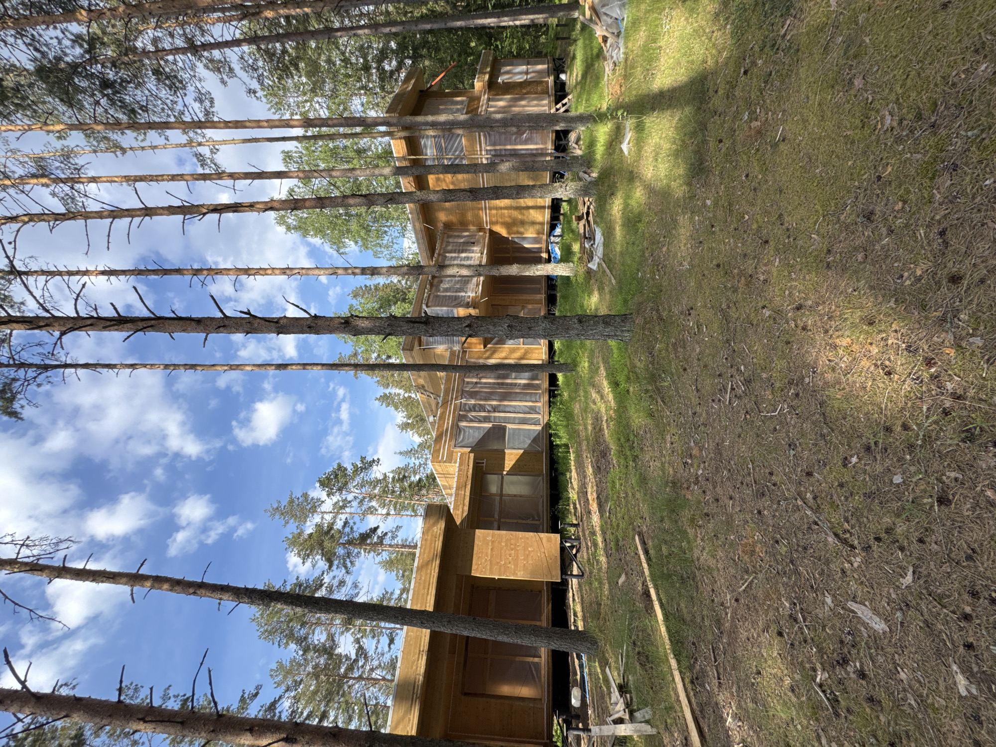 The image, oriented horizontally, depicts a serene forest setting in Ozerki (Krasnodolinskaya), Russia, featuring several wooden houses nestled among tall pine trees. The foreground and middle ground are dominated by numerous slender pine tree trunks, many with small, bare branches, reaching upwards towards a bright blue sky dotted with scattered white clouds. Green foliage is visible at the tops of the trees and along the sides.
At least two, possibly three, multi-story wooden houses are visible, constructed from light-colored timber. Their design appears contemporary, with multiple window openings that are covered with transparent plastic sheeting, suggesting they are either under construction or recently completed. Wooden planks and other building materials are scattered on the ground around the houses.
The ground is covered with a mix of green and dry brown grass, interspersed with fallen pine needles, small branches, and pine cones. Distinct patterns of sunlight and shadow are cast across the ground by the trees. The bright lighting indicates it is daytime, likely under clear weather conditions. No people are visible, and there is no visible text. The scene conveys a sense of quiet development or a new residential area within a natural, wooded environment.