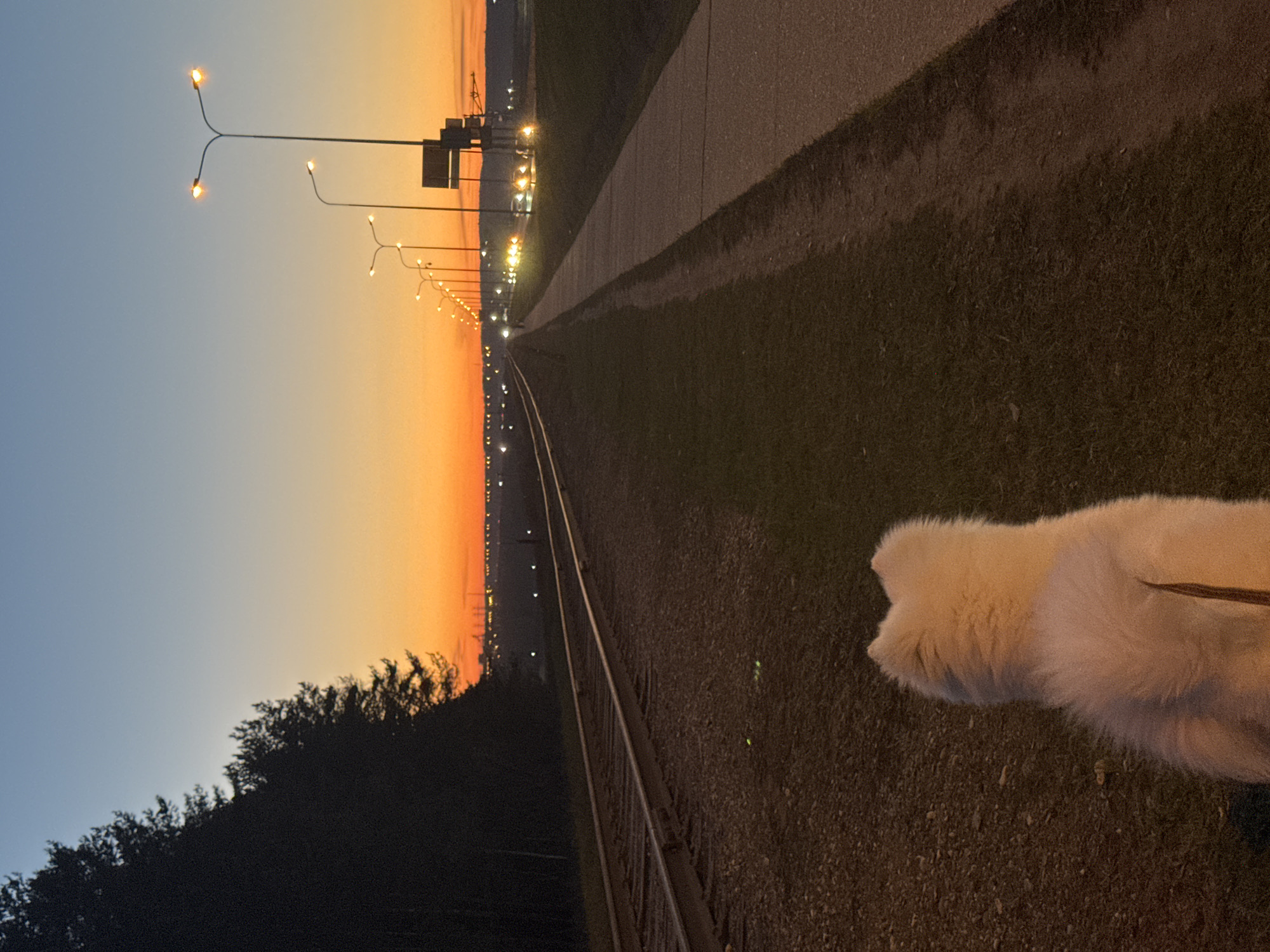 The image depicts a railway track scene at twilight, likely near the city of Chaikovsky, Russia. The sky is transitioning from orange near the horizon to blue above. Streetlights illuminate the railway line. To the right of the track is a grassy area, where a dog is standing with a leash attached. Adjacent to the grass is a paved path. Trees and vegetation are visible on the left side of the image.