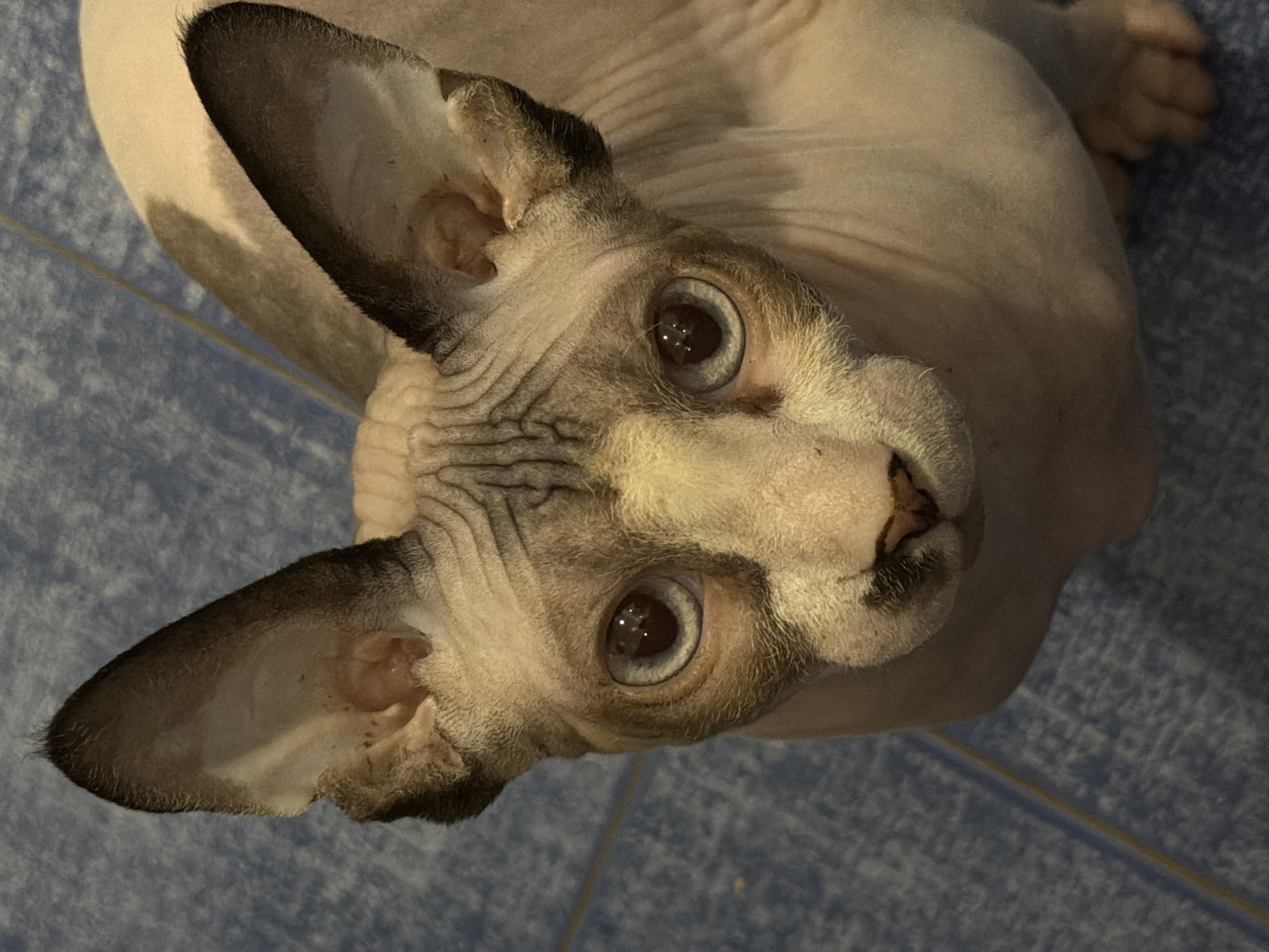 A close-up, high-angle shot shows the face of a hairless Sphynx cat with large ears and blue eyes looking directly at the camera. The cat's skin is light pink and cream-colored with grey markings on its forehead and ears, and a black spot on its nose. The cat is resting on a blue tiled floor. The image is taken in a domestic environment, not in a city.