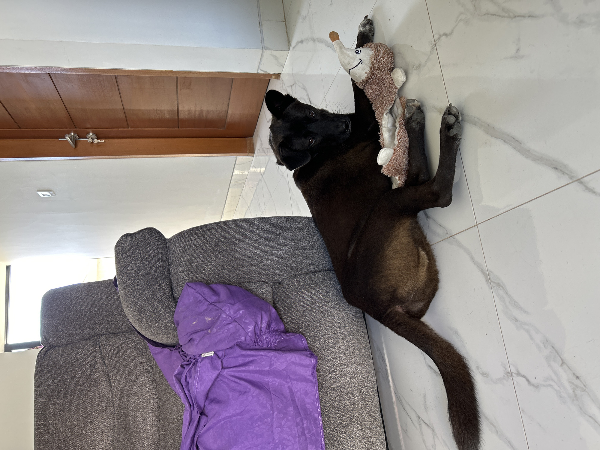 A black dog is lying on a white marble floor next to a gray recliner. A purple blanket is draped over the recliner. The dog has a stuffed toy in front of it. A wooden door is visible in the background. The scene is indoors, likely in a residential setting in Sukawati, Indonesia.