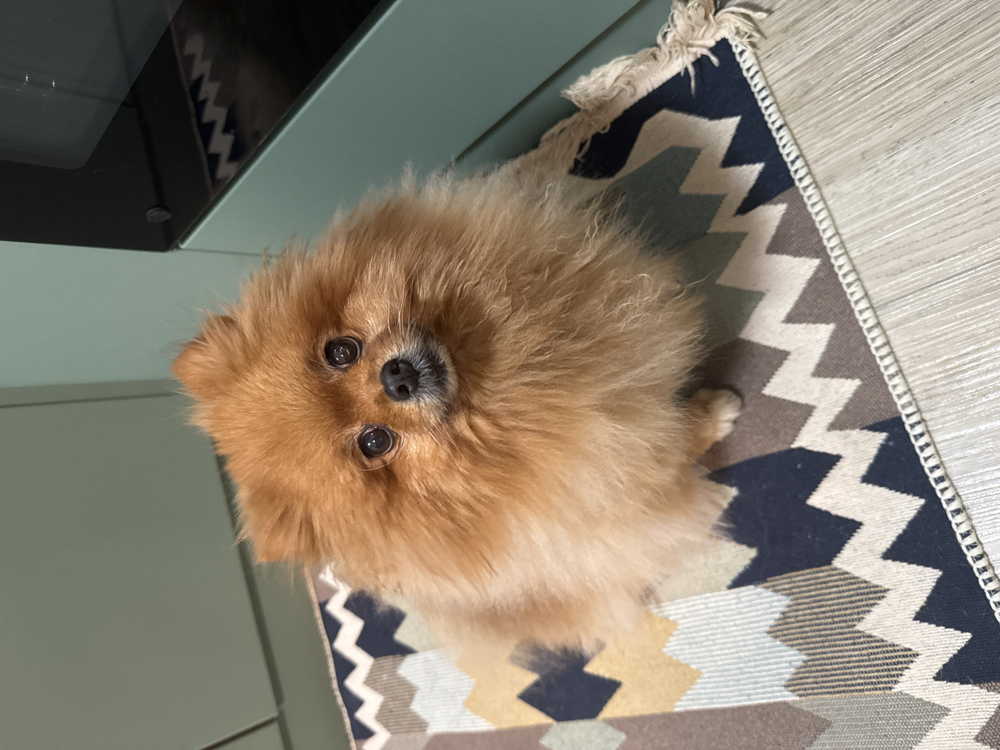 A Pomeranian dog with orange fur is sitting on a rug with a geometric pattern. The dog is facing the camera and has its eyes wide open. The rug is on a light-colored wooden floor. In the background, a portion of a dark-colored appliance, possibly an oven, is visible. The walls are a muted green color. The image does not contain information that allows for a determination of its location within the city of Krasnoyarsk, Russia.