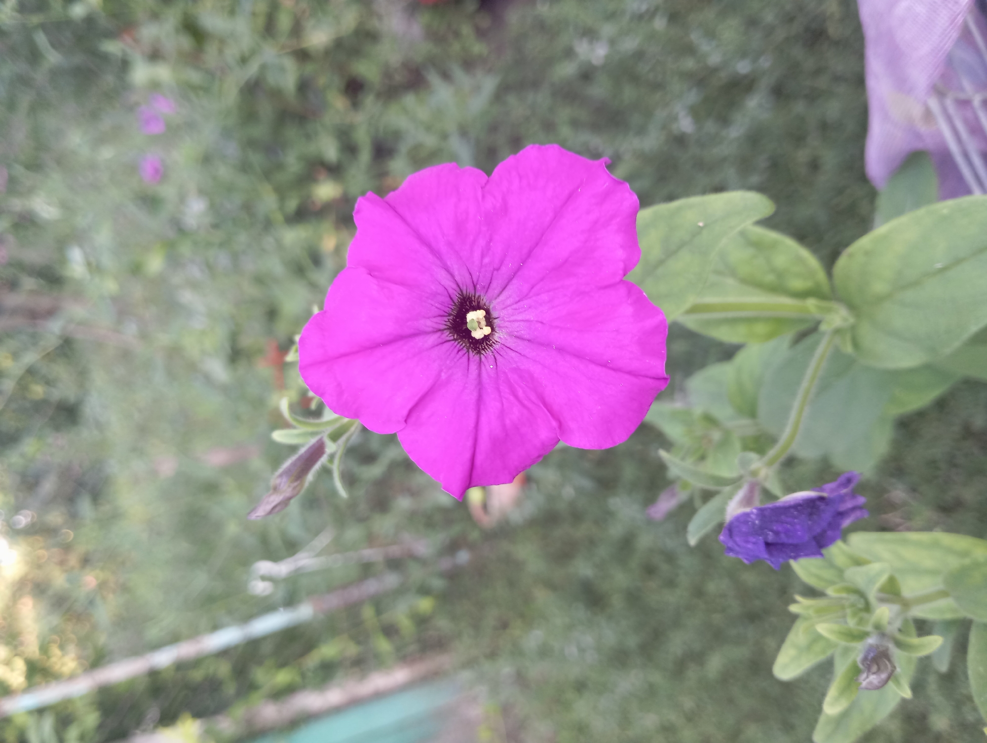 A single, vibrant pink petunia flower is in full bloom, positioned prominently in the center of the frame. Its petals unfurl outwards, revealing a dark center with a hint of yellow. To the lower left of the main flower, a closed bud, colored a deep purple, is visible, along with several green leaves and stems. The background is softly blurred, showing a garden environment with green foliage, hints of other flowers, and what appears to be a fence or support structure on the left. The lighting suggests it is daytime, possibly morning or late afternoon, casting a soft glow. The location is identified as Keleberdivka, Ukraine.