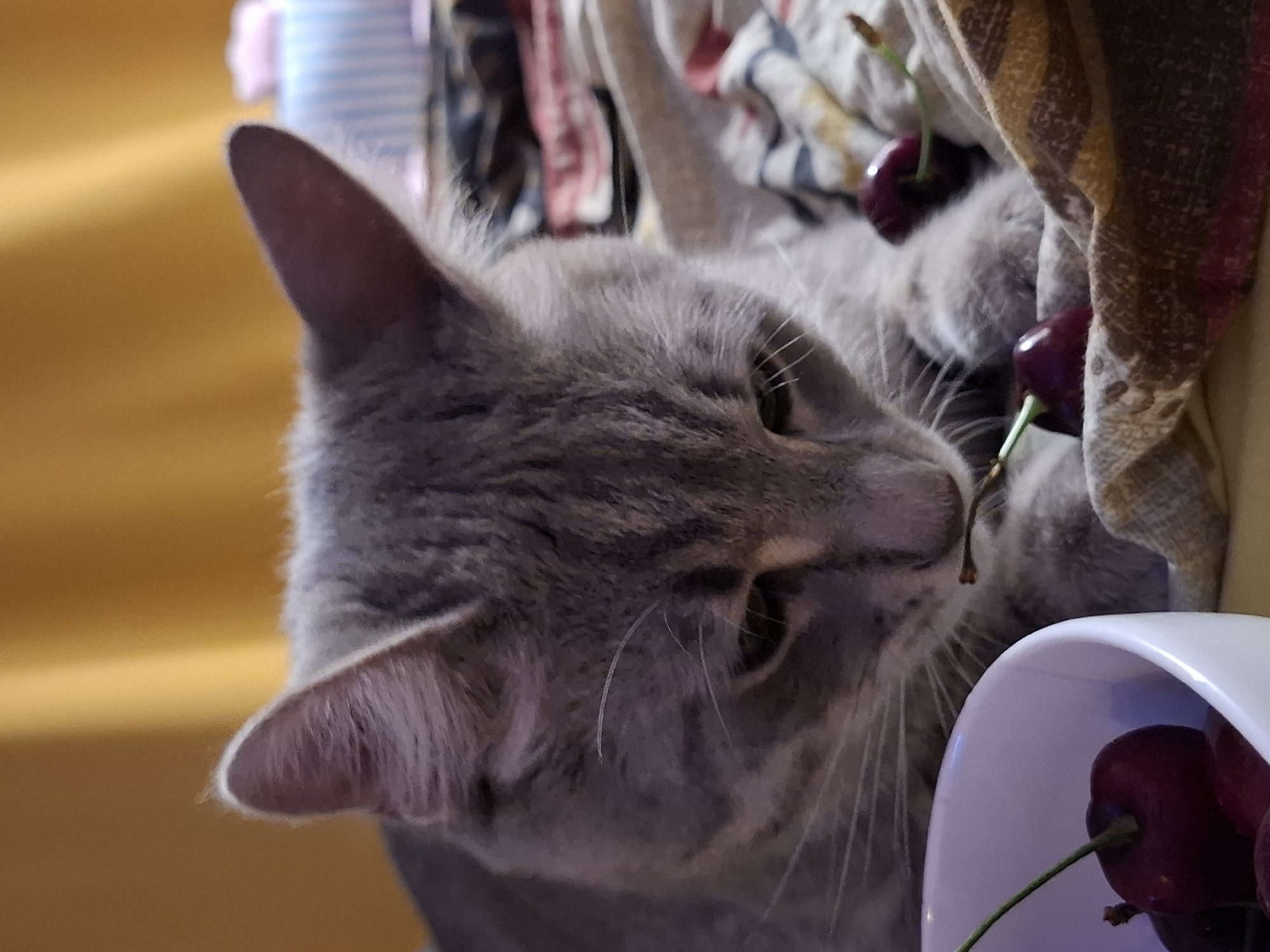 The media file shows a close-up, horizontal shot of a grey tabby cat interacting with cherries. The cat is the primary subject, with its head and upper body visible. Its fur is a mix of grey and darker grey stripes. Its eyes are partially open, and its whiskers are prominent.
The cat appears to be curious or playful, with its head tilted towards a bunch of cherries. Some of the cherries are in a white bowl in the foreground, while others are nestled within fabric in the background. The fabric appears to be a patterned blanket or cloth with stripes of various colors, including cream, brown, and pink. The lighting suggests an indoor setting, possibly in the daytime, as there is a warm, directional light source casting shadows. The background is somewhat blurred, with hints of what might be household items.
The activity appears to be the cat investigating or perhaps trying to eat the cherries. The cherries themselves are a deep red color and still have their green stems attached. There is no visible text in the image. The overall impression is one of a domestic scene, capturing a moment of a cat's interaction with food items.