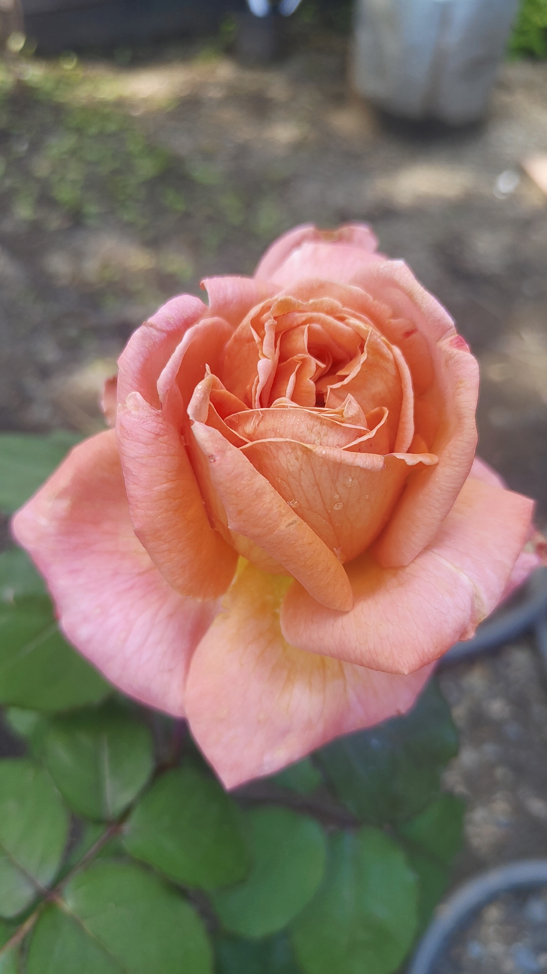 A close-up, vertical, eye-level shot shows a peach-colored rose in bloom. The rose is the primary subject, with its petals unfurling in a spiral pattern, revealing layers of delicate texture. Some water droplets are visible on the petals, suggesting recent moisture. The background is softly blurred, with hints of green foliage and earthy ground. The overall impression is one of natural beauty and delicate detail. The image is not geographically specific to Krasnoyarsk, Russia.