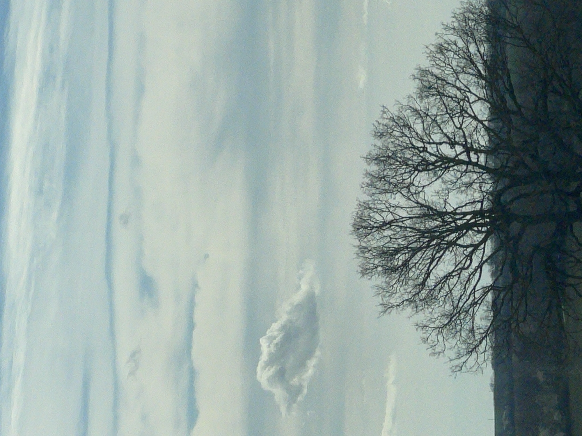 The image shows a tree without leaves in the top right corner, against a cloudy sky. The cloud formations appear linear. The location is not discernable in the image. There are no people visible. The image is oriented sideways.