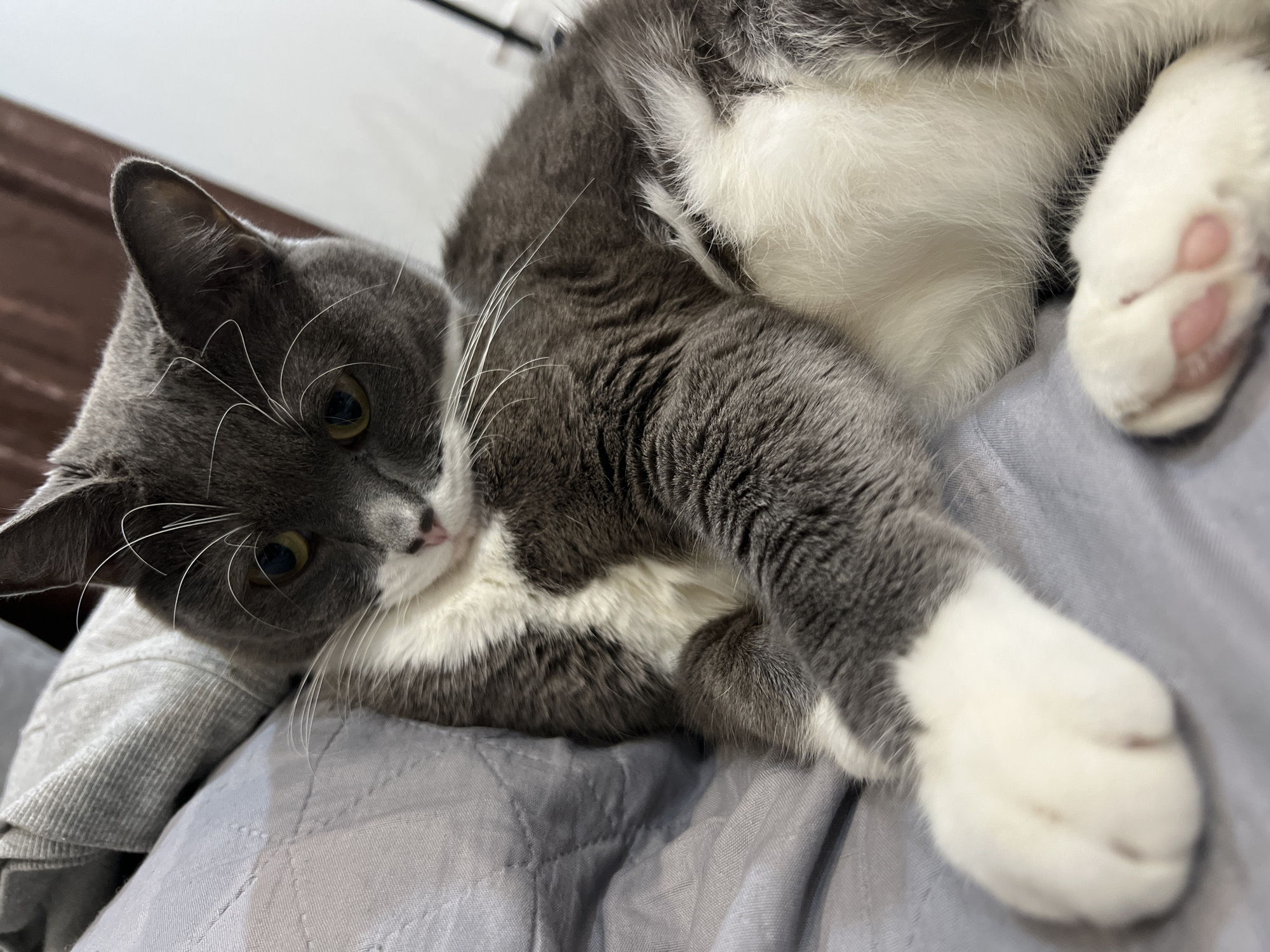 A gray and white cat is lying on a gray quilted blanket. The cat is primarily gray with white markings on its chest and paws. It is looking towards the camera with its head tilted. The blanket is a solid, light gray color. The location is not discernible from the image.