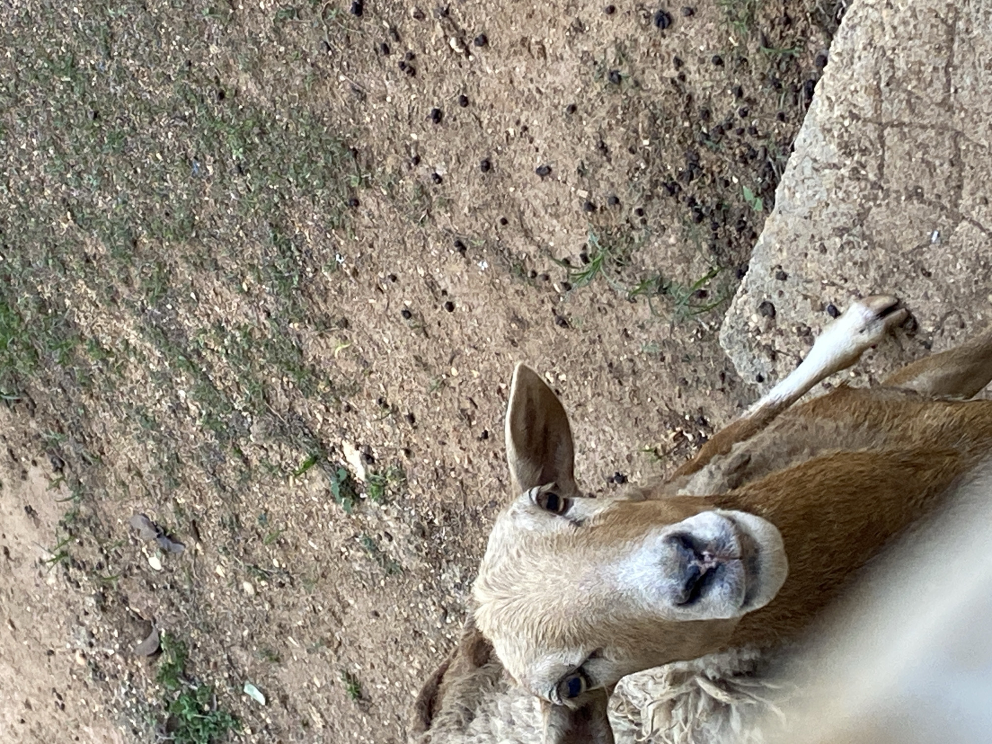 The image features an antelope in Tinaquillo, Venezuela. The animal is light brown and white, positioned with its head near a rock formation. The ground is mostly dirt and small pebbles.