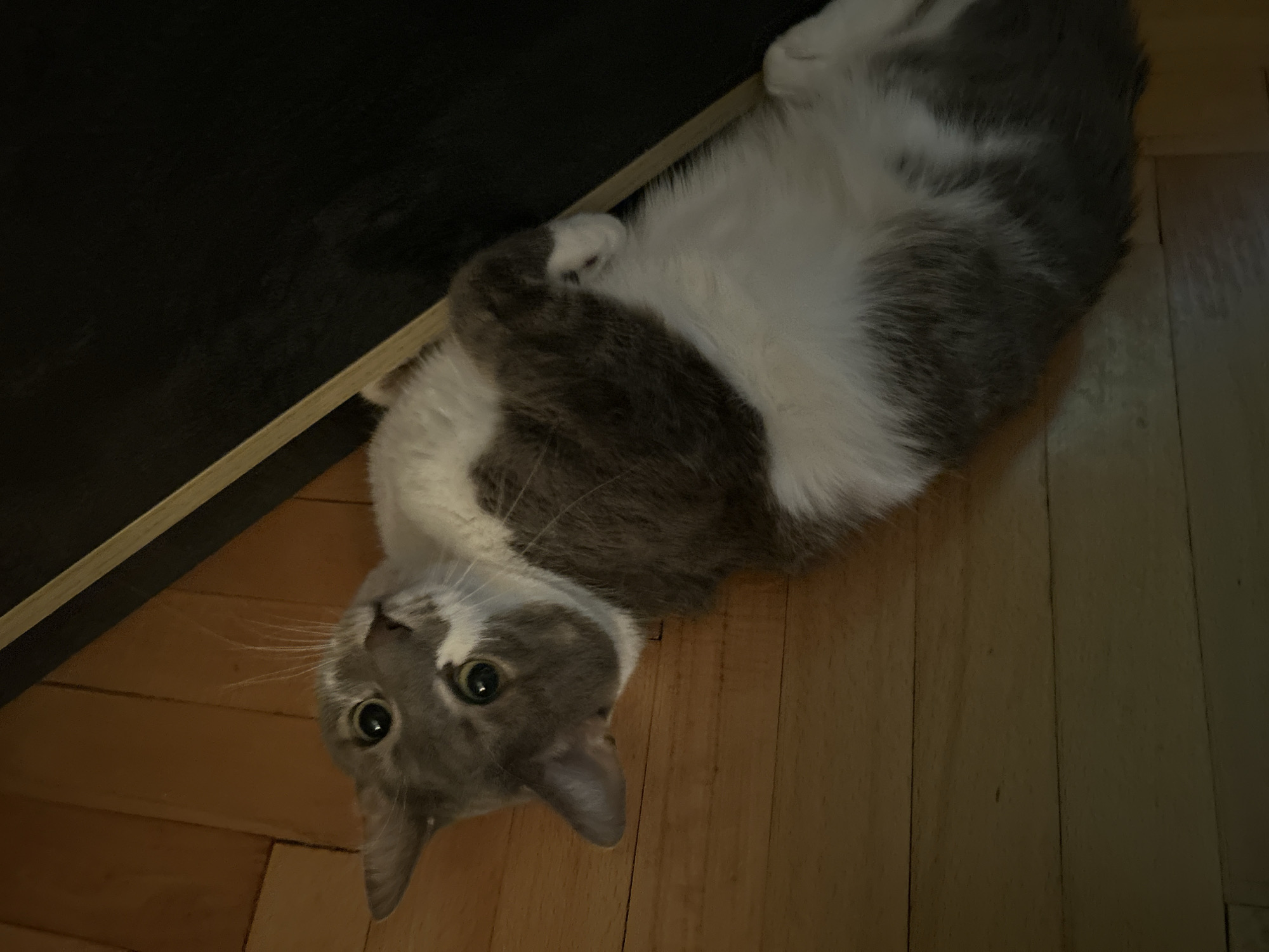 A grey and white cat is lying on its back on a wooden floor, with its paws tucked in. The cat's head is tilted to the side, and its eyes are wide open. The background is dark, with a hint of wood grain visible on the left side of the image. The cat is positioned in the center of the frame.
