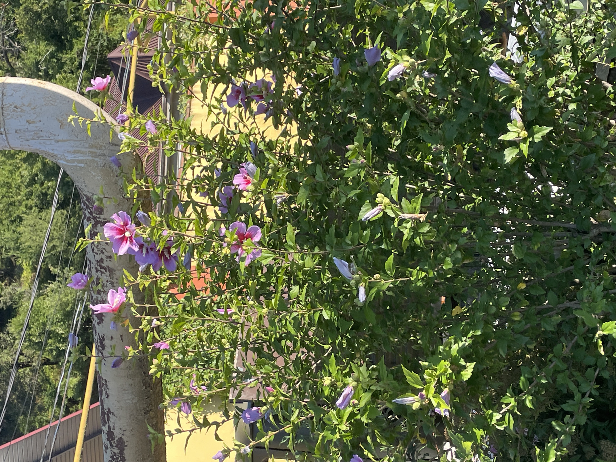 The image captures a vibrant bush of pink and purple hibiscus flowers in full bloom. The bush is lush and green, with numerous flowers and buds scattered throughout. In the background, a yellow wall of a building is visible, along with sections of a rusty metal pipe and some power lines. The scene is bathed in sunlight, creating a warm and inviting atmosphere. The location is identified as Baranovka, Russia.