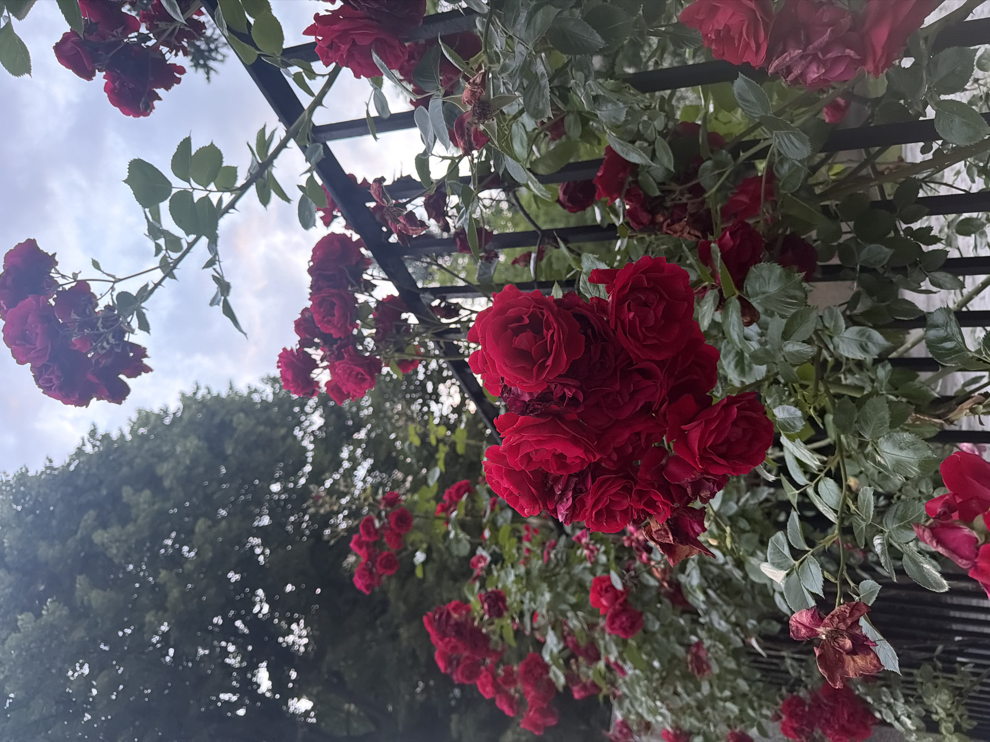 The image captures a dense display of red climbing roses (Rosa) growing along and through a black metal fence. The fence consists of vertical bars with horizontal cross-members, partially obscured by the plant growth. Numerous clusters of roses are distributed throughout the frame, predominantly exhibiting a deep red hue. The roses are in various stages of development, including fully open blooms, partially unfurled buds, and a notable presence of withered, dried, and discolored brownish-red flowers and foliage. The rose bushes feature dark green leaves, some displaying serrated margins. In the upper left background, a large, mature tree with a dense canopy of dark green leaves is present, with diffuse light creating out-of-focus highlights through its foliage. The upper right background reveals an overcast or cloudy sky. The perspective is low-angle, looking upwards through the floral arrangement and fence. No human figures, animals, or additional man-made structures are visible. The scene is located in the city of Sofia, Bulgaria.