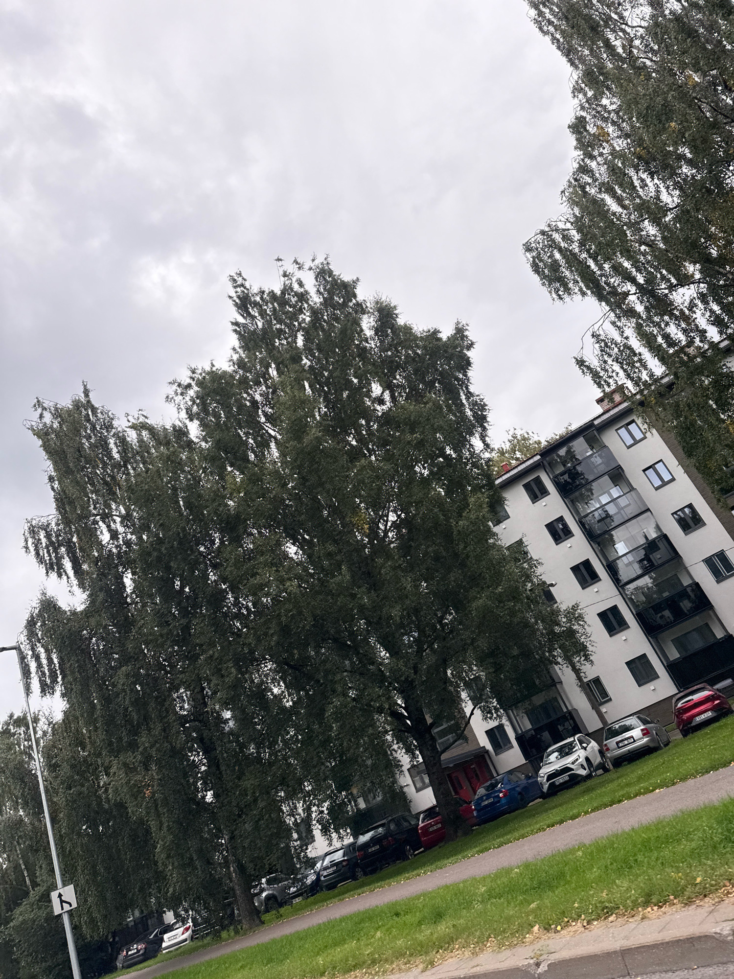 The image captures a view of a residential building and surrounding trees in Tallinn, Estonia, under an overcast sky. The building, painted in a light color, features multiple stories with windows and balconies. A row of parked cars is visible on a grassy area adjacent to the building. The scene is characterized by tall, leafy trees that dominate the foreground and cast shadows, suggesting it might be autumn given the foliage. A street lamp with a directional sign is also present on the left side of the image. The overall atmosphere is subdued due to the cloudy weather.