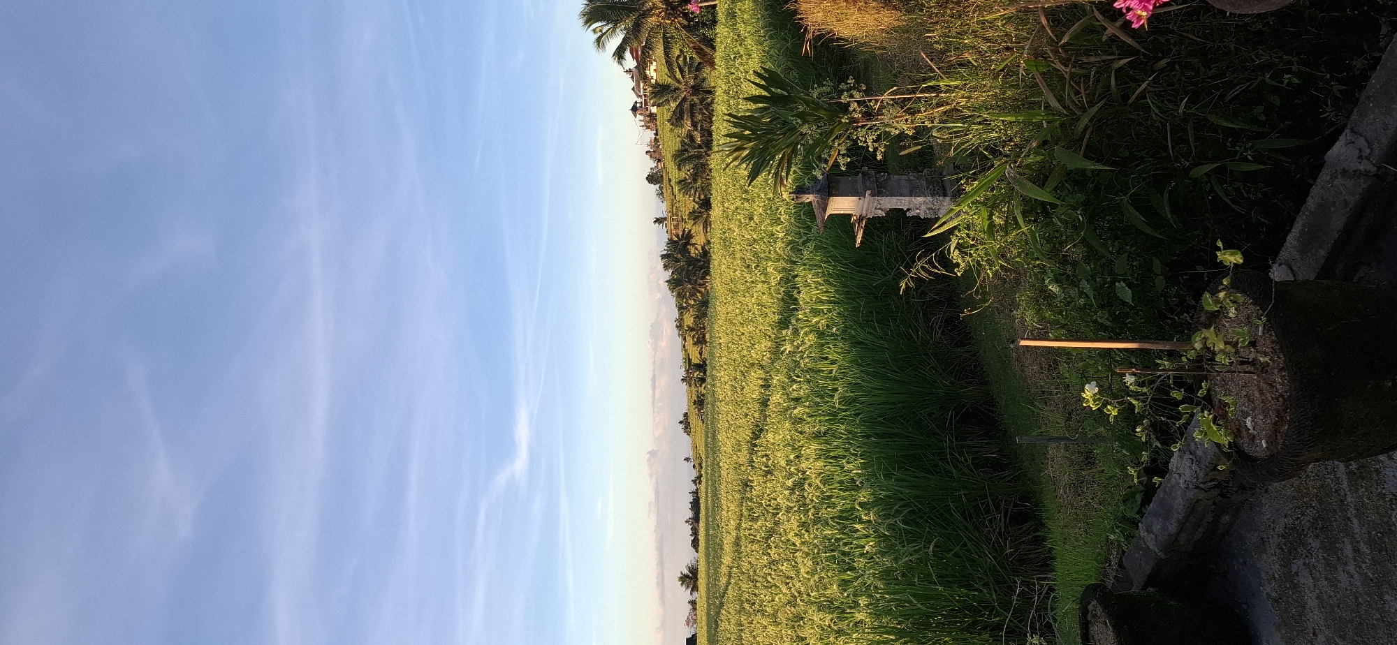 The image captures a rural scene in Penebel, Indonesia, showcasing a lush rice paddy field extending towards the horizon under a blue sky with sparse clouds. The foreground features a concrete structure, possibly a planter or part of a small water feature, overgrown with vegetation. Adjacent to the structure is a wooden stick. The field's edge is marked by various plants, palm trees, and other greenery that delineate the boundary between the cultivated area and possibly a residential area. The lighting suggests late afternoon or early morning, enhancing the verdant hues of the rice paddy.