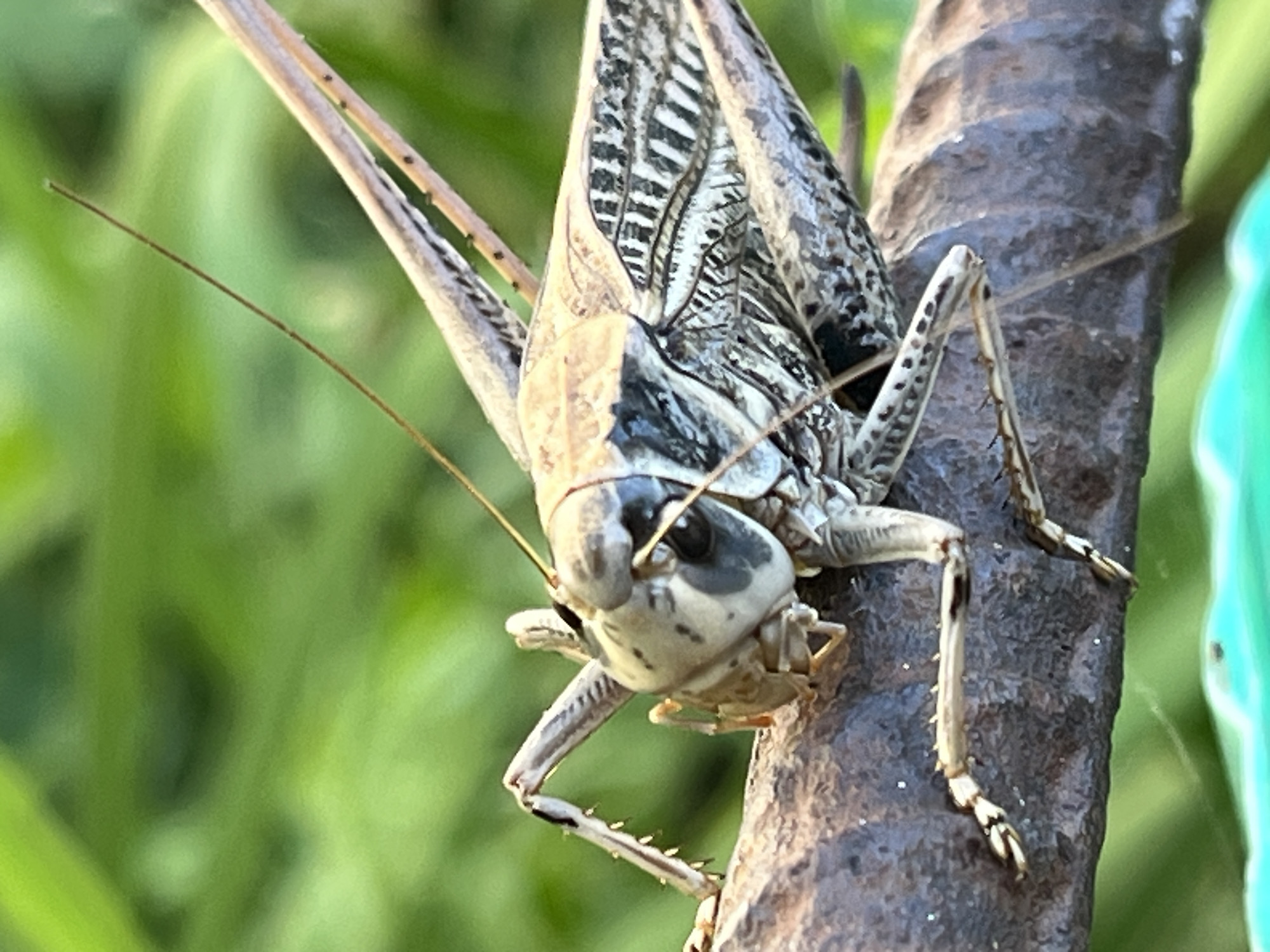 A close-up, low-angle shot captures a large grasshopper clinging to a textured tree branch. The insect is predominantly brown and beige with intricate black and white markings on its wings and legs. Its large eyes, a dark grey with a prominent black pupil, are clearly visible. The grasshopper's antennae extend outwards, with one particularly long and thin, reaching towards the left side of the frame. The background is a soft blur of vibrant green foliage, suggesting an outdoor, natural environment. The image does not contain any people or identifiable structures from Krasnyye Barrikady, Russia.