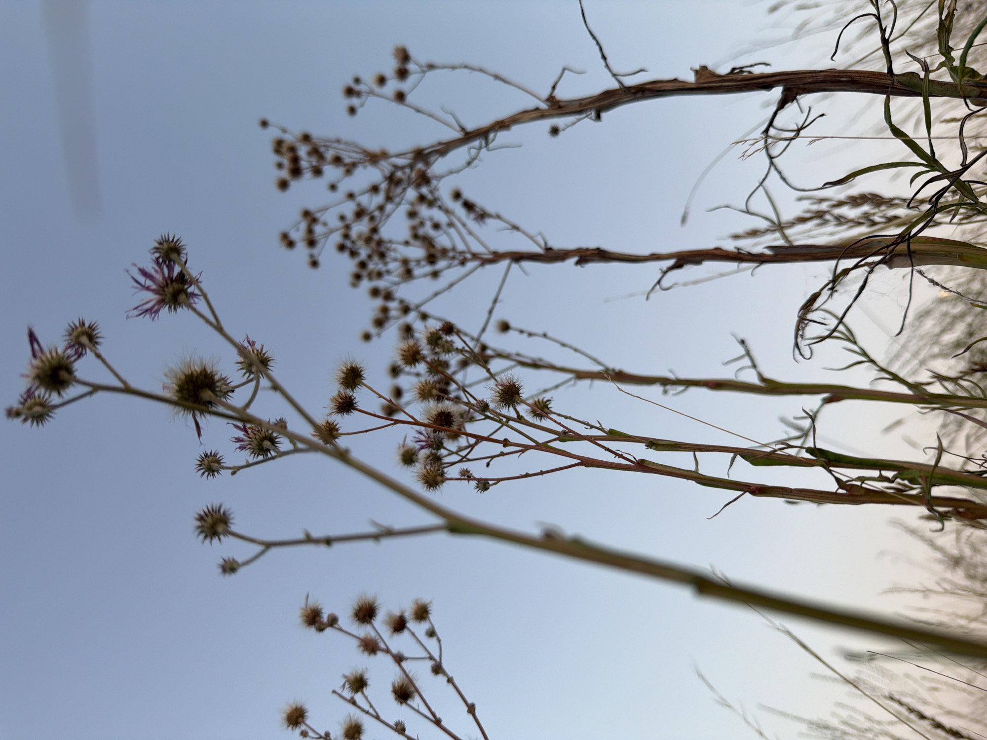 The image shows a close-up, low-angle view of dry, spiky plants against a pale blue sky. The plants have thin, brown stems and some appear to have dried seed heads. In the foreground, some of the stems are green and have small, wilting leaves. The background is a clear, soft blue sky, transitioning to a lighter hue towards the bottom of the frame. The overall impression is of a natural, outdoor scene, likely in a field or meadow, during twilight or early morning. There are no people or man-made structures visible in the image.