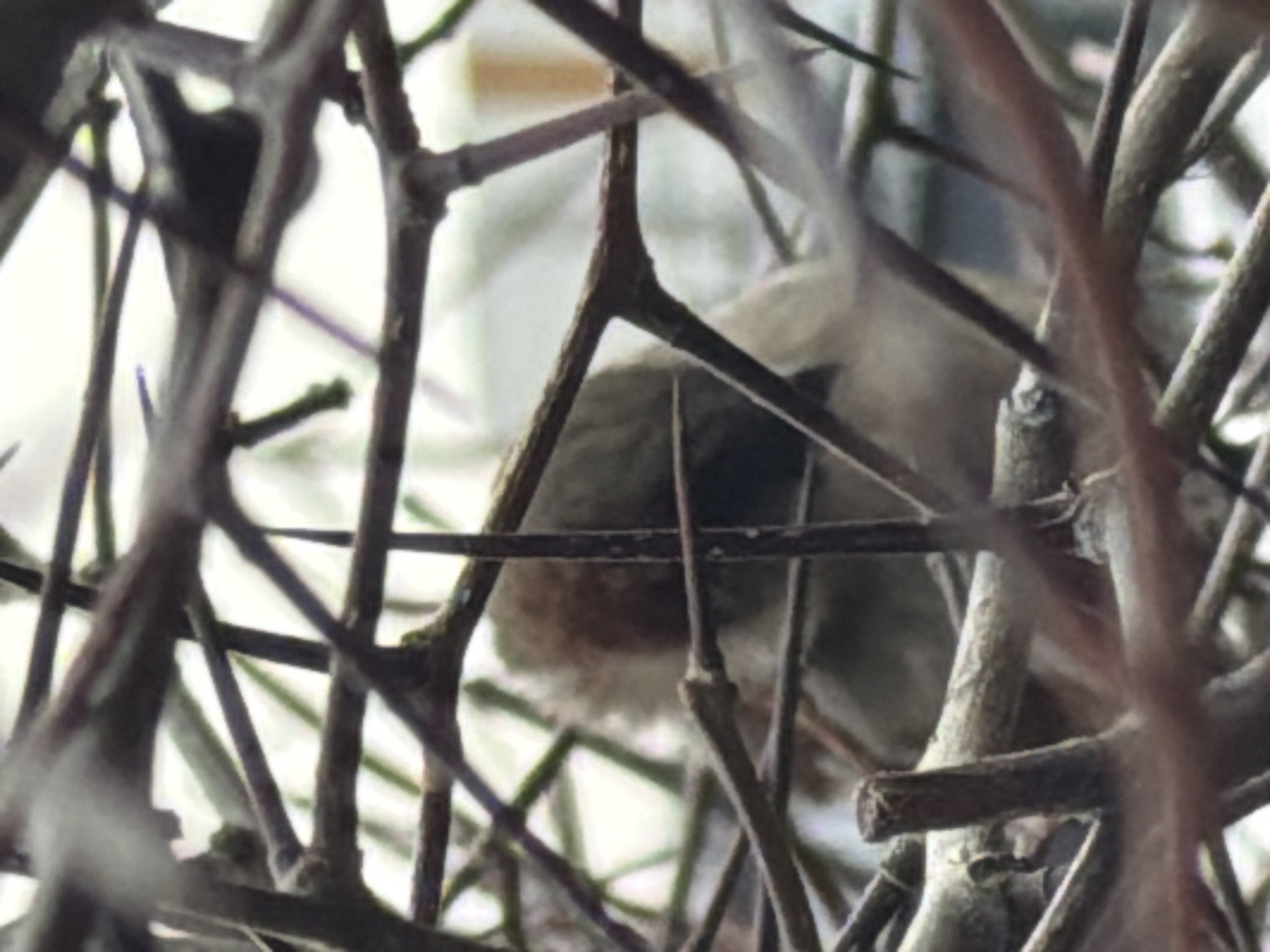 A bird is perched among the branches of a tree. The bird has a dark eye stripe and appears to be gray and brown in color. The scene is obscured by the dense network of branches. The location in the city of Chaikovsky, Russia is not discernible from the image.