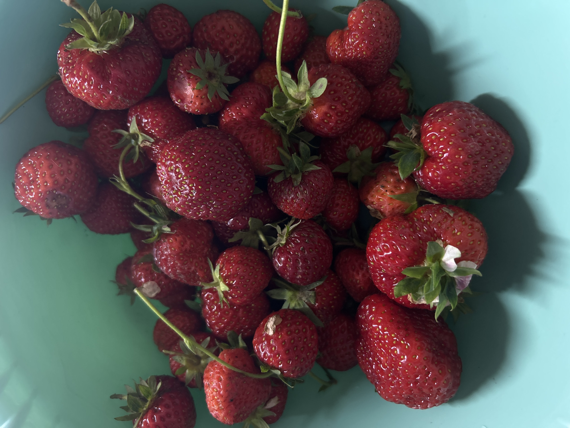 This media file presents a close-up, top-down view of a generous collection of fresh, ripe strawberries contained within a light blue-green bowl. The strawberries are predominantly a rich, deep red, signifying their ripeness, and many retain their vibrant green calyxes (hulls) and short stems. A notable detail indicating extreme freshness is the presence of small, pale pink or white flower petals near the green caps of several strawberries, particularly visible on the berries in the lower right and top left sections of the frame. This suggests they have been very recently picked, possibly straight from the plant.
The natural lighting illuminates the textured surfaces of the fruit, highlighting their seeds and casting soft shadows within the bowl, which adds depth to the scene. The overall impression is one of natural abundance and freshness. The image captures the simple act of gathering or displaying freshly harvested fruit. There is no visible text within the image. Given the provided context of Kerch, Ukraine, this scene likely depicts a local harvest.