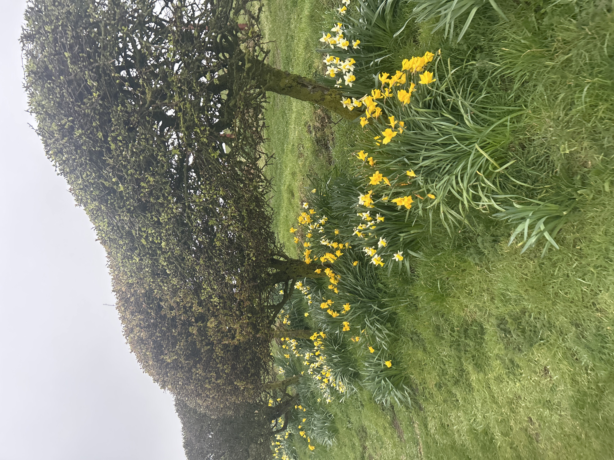 The image shows a row of topiary trees alongside a grassy area, possibly in a park or garden. Clusters of yellow and white daffodils grow in the grass along the edge of the trees. The sky is overcast and light gray, suggesting a cloudy day. The location is likely Stonehaven, United Kingdom. There are no people visible in the image.
