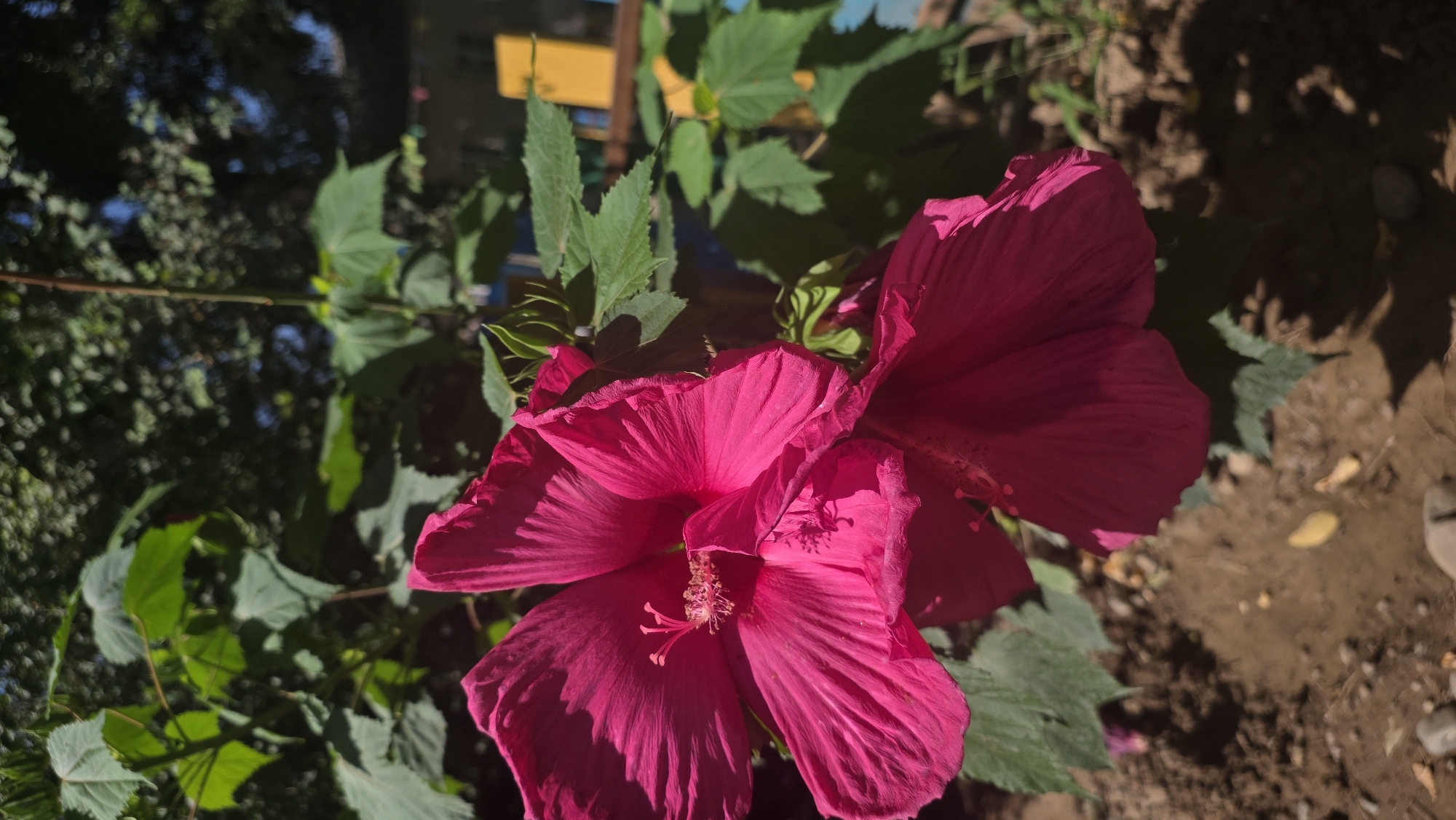 This is a close-up, vertical, eye-level photograph of two large, vibrant pink hibiscus flowers in bloom. The flowers are the primary subject, dominating the foreground and midground. Their petals are deeply textured with visible veins and are slightly ruffled at the edges. The stamen and pistil are prominently displayed in the center of the upper flower, appearing fuzzy and pink. The flowers are positioned in a garden setting, with lush green leaves of the hibiscus plant and other foliage forming a blurred background.
In the background, hints of a backyard environment are visible. To the right, there are glimpses of what appear to be colorful objects, possibly painted wooden fences or structures, with a dominant yellow element and some blue. The ground in the foreground is a mix of dark soil, small pebbles, and scattered dry leaves, suggesting an outdoor, possibly unkempt garden area. The lighting indicates it is daytime, with strong sunlight casting shadows. The overall impression is one of natural beauty captured in an outdoor domestic setting. There are no people present in the image. The specific location within Tokmok City, Kyrgyzstan, cannot be determined from the visual information alone.