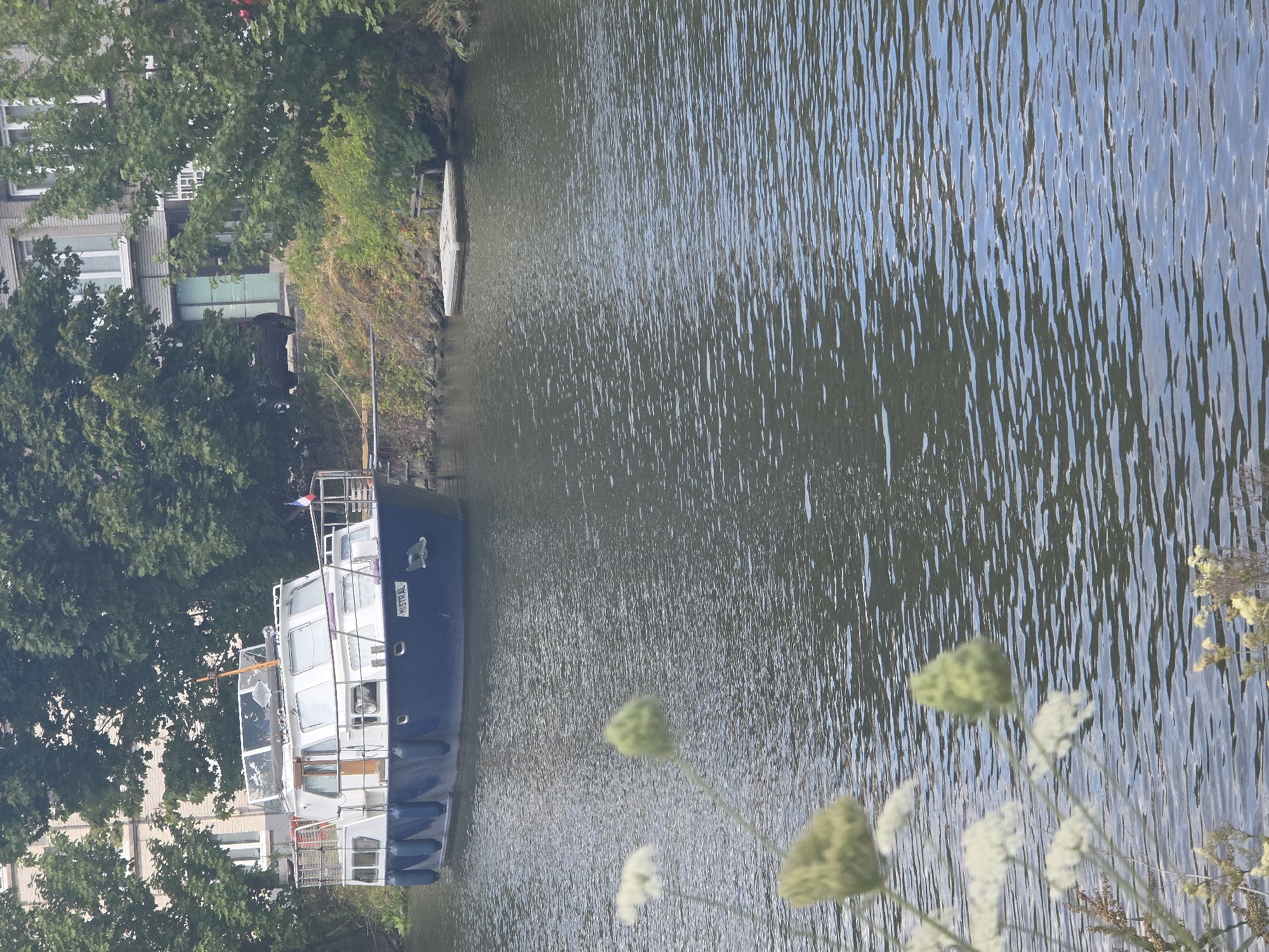 The image captures a boat docked on a body of water, likely a canal, in Ghent, Belgium. The boat, named "MISTRAL," is primarily white with a blue hull and is equipped with railings and windows. In the background, lush green trees obscure a building, which appears to be constructed of brick and has several windows. A small, light-colored floating platform is visible near the shore, surrounded by vegetation. The water exhibits ripples, suggesting a gentle movement. In the foreground, blurred wildflowers add a natural element to the scene. The sky is not visible.
