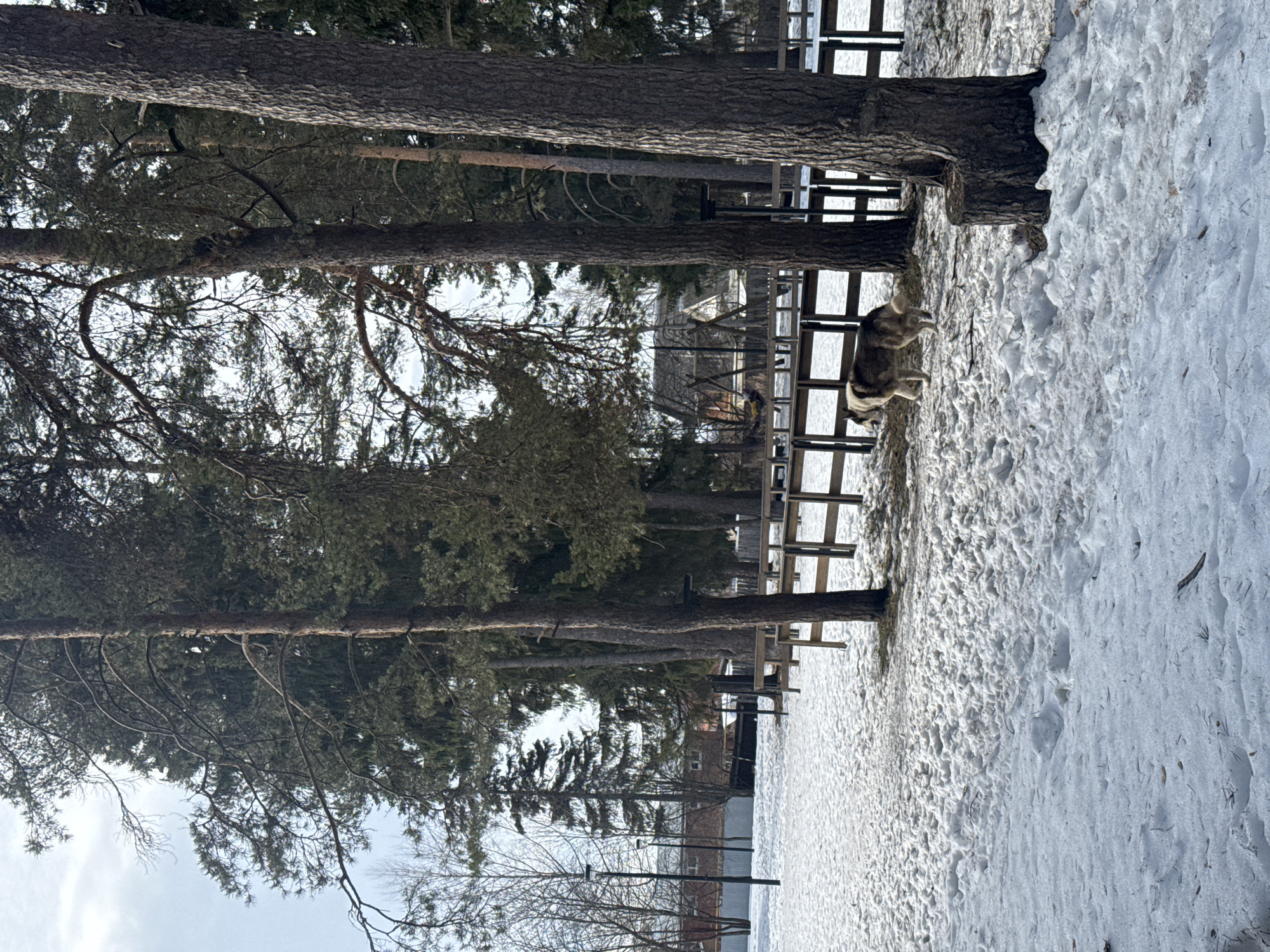 The image depicts a snowy scene with a forest and a dog. The location is the city of Votkinsk, Russia. There are tall pine trees in the foreground. A husky-like dog is standing between the trees, near a wooden fence. Snow covers the ground with visible footprints. In the background, there is a building and more trees. The sky is light blue.