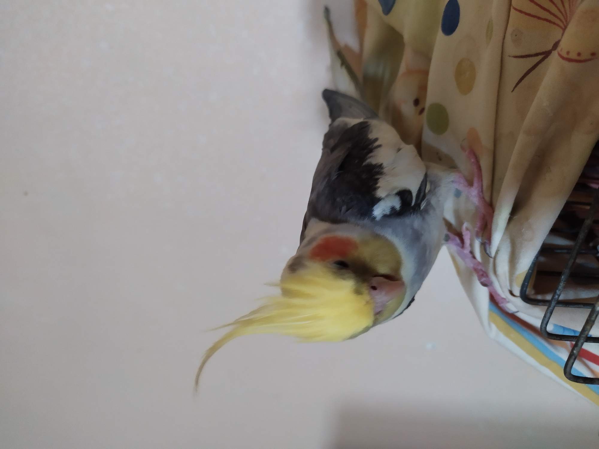 A cockatiel with a yellow crest and orange cheek patches is perched on a patterned fabric, possibly a blanket or cloth. The bird is facing the left of the frame, with its body angled slightly downwards. Its feet are visible, gripping the fabric. The background is a plain, light-colored wall. There is a portion of a black metal cage visible in the lower left corner. The image was taken indoors. The image is not from Bilajari, Azerbaijan.