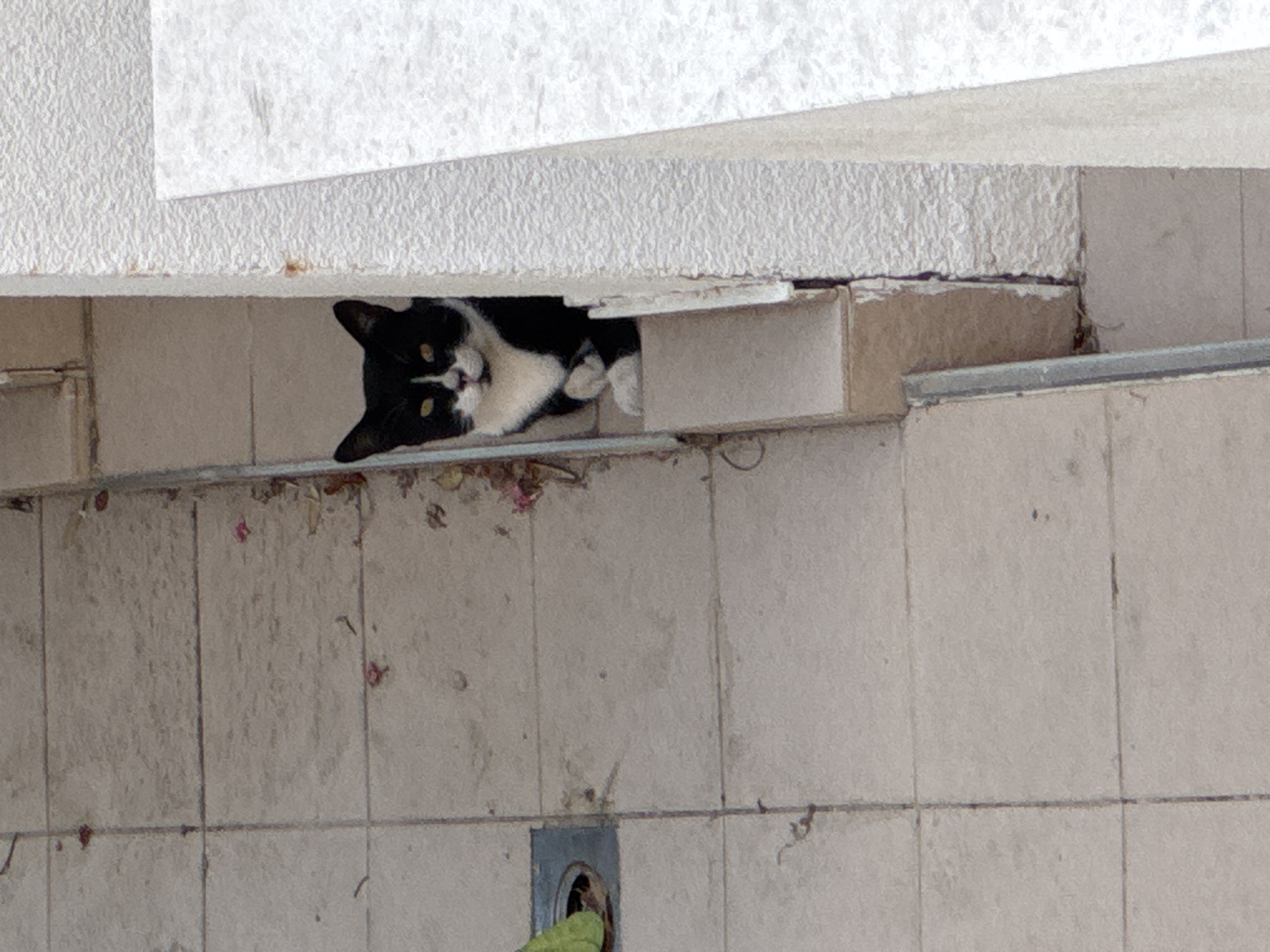 A black and white cat is peeking out from a narrow alcove on a tiled walkway in Boreti, Montenegro. The cat has a white chest and face with dark markings around its eyes and ears. Its front paws are crossed, and it is looking directly at the camera with yellow eyes. The walkway is made of light-colored square tiles with visible grout lines. Small pieces of debris, including pink petals and brown leaves, are scattered on the tiles. To the left of the cat, a metal grate is visible, partially covered by a green leaf. The alcove appears to be part of an outdoor structure, possibly a building or a wall, with rough-textured white stone on the right. The overall scene suggests an urban or semi-urban outdoor environment.
