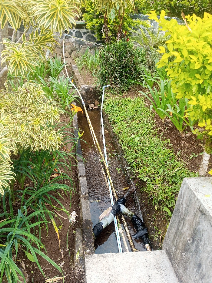 This image captures an outdoor scene within Nghĩa Đồng Commune, Vietnam, showcasing a narrow, concrete-lined water channel running through densely vegetated ground. The channel, approximately 30-40 cm in width, contains flowing water with visible ripples and minor organic debris.
Multiple pipes are integrated into the scene. Two prominent long, light-colored pipes lie horizontally within the channel, partially submerged. In the lower right section of the channel, a cluster of shorter pipe segments, including a T-junction and a light-colored valve with a tan handle, are visible. These fittings are partially wrapped in black material. Additionally, two slender, light-colored pipes extend upwards from the channel into the surrounding foliage on both the left and right sides.
The vegetation flanking the channel is lush and varied. On the left, large plants with variegated yellow and green leaves are prominent, accompanied by plants with long, narrow green leaves. One orange daylily flower is in bloom on a stalk, and a single faded white flower is also present. The right side of the channel features a dense green bush in the mid-ground and a bright yellow-leafed shrub on the far right, with other smaller green plants along the channel's edge. Dark soil is visible beneath the foliage. In the background, a low retaining wall constructed from dark, irregularly shaped stones is partially visible behind additional foliage. A weathered concrete structure occupies the lower right foreground. No individuals are present in the image.
