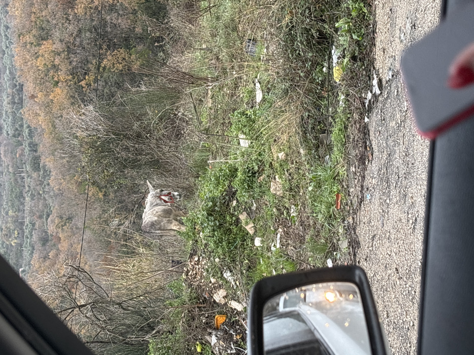 The image displays a roadside scene in Krute Ulcinjske - Krytha e Ulqinit, Montenegro, captured from within a vehicle. In the immediate foreground, a blurred hand holding a red smartphone is visible at the lower right, with a portion of a vehicle's gray interior trim and a side mirror on the left. The side mirror reflects a white vehicle with an illuminated turn signal and exhibits surface water droplets. The midground features a light gray donkey, exhibiting darker stripes on its legs and back, standing amidst dense green and dry vegetation on an elevated bank bordering a gravel or unpaved road. The donkey wears a red halter and is oriented with its body facing left but its head turned slightly to the right. The ground in the midground and along the road edge is strewn with significant refuse, including various plastic bags (e.g., yellow, white), orange plastic fragments, and general debris. The background reveals densely forested hillsides with a mix of deciduous trees showing bare branches and some foliage with autumnal tones, under an overcast sky. Faint power lines are visible horizontally across the upper midground, spanning the vegetated slopes.