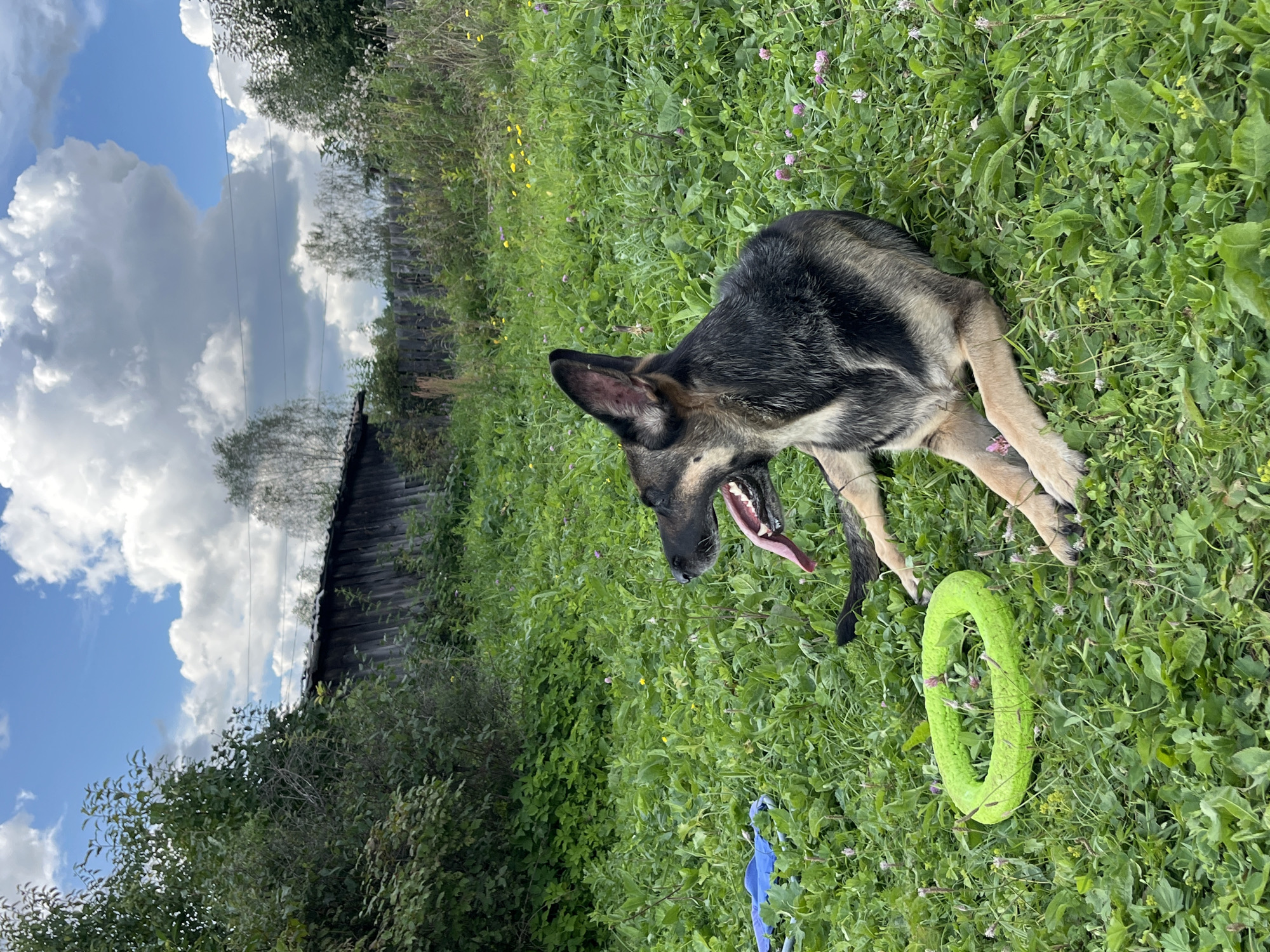 A German Shepherd dog lies panting in a grassy field, its tongue lolling out. The dog is black and tan, with large erect ears. To the left of the dog is a bright green circular chew toy. Further to the left, a blue object, possibly a toy, is partially visible. The background consists of dense green foliage, a weathered wooden fence, and a rustic wooden structure. The sky above is a bright blue with scattered white clouds. The scene appears to be in a rural or semi-rural area of Nizhny Tagil, Russia, likely a yard or a park.