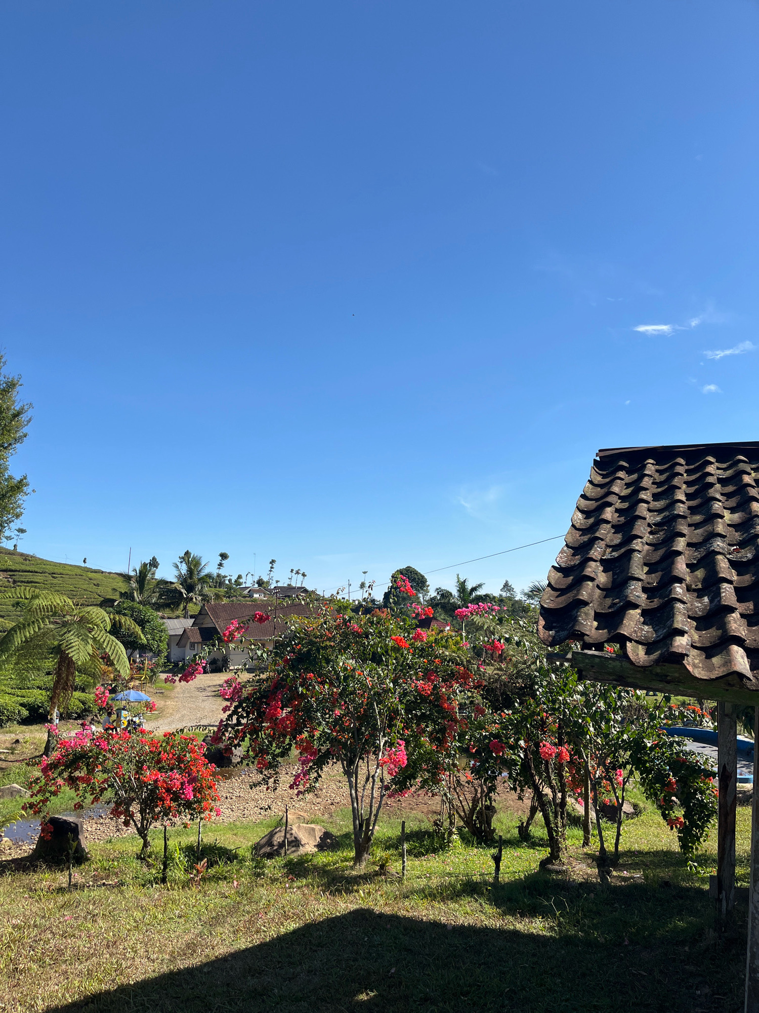 The image captures a bright, sunny day in Tomblo, Indonesia, with a clear blue sky. In the foreground, the corner of a tiled roof structure is visible, casting a shadow on the grassy ground. Lush green grass with patches of dry vegetation covers the ground. Several flowering trees with vibrant pink and red blooms are scattered throughout the scene. Behind the flowers, a gentle slope of a tea plantation is visible to the left. In the middle ground, there are several houses with red-tiled roofs, and a gravel road leads between them. Palm trees and other vegetation dot the landscape. The overall impression is of a tranquil rural setting.
