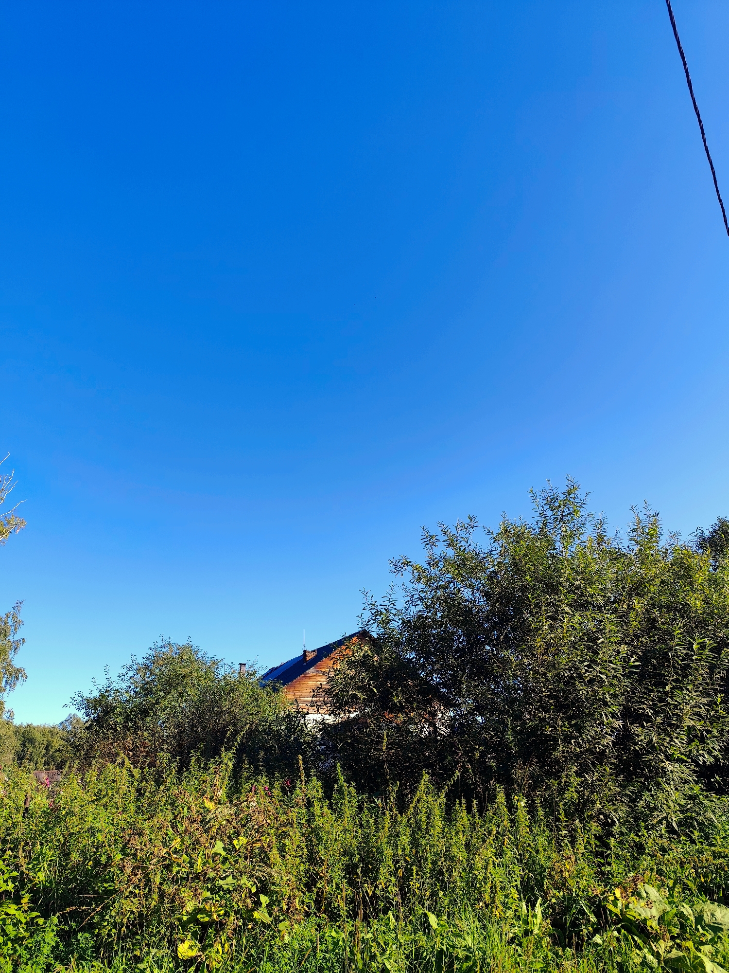 A sunny day is depicted with a clear blue sky dominating the upper portion of the frame. In the lower half of the image, a dense growth of green vegetation, including tall grasses and bushes, fills the foreground. Peeking through the foliage is the roof of a wooden house with a dark-colored roof and visible chimneys. The roofline suggests a traditional dwelling. To the right, a black wire stretches diagonally across the sky, indicating the presence of utility infrastructure. The overall scene conveys a rural or semi-rural environment, possibly a backyard or garden area in a settlement like Барлакский, Russia.
