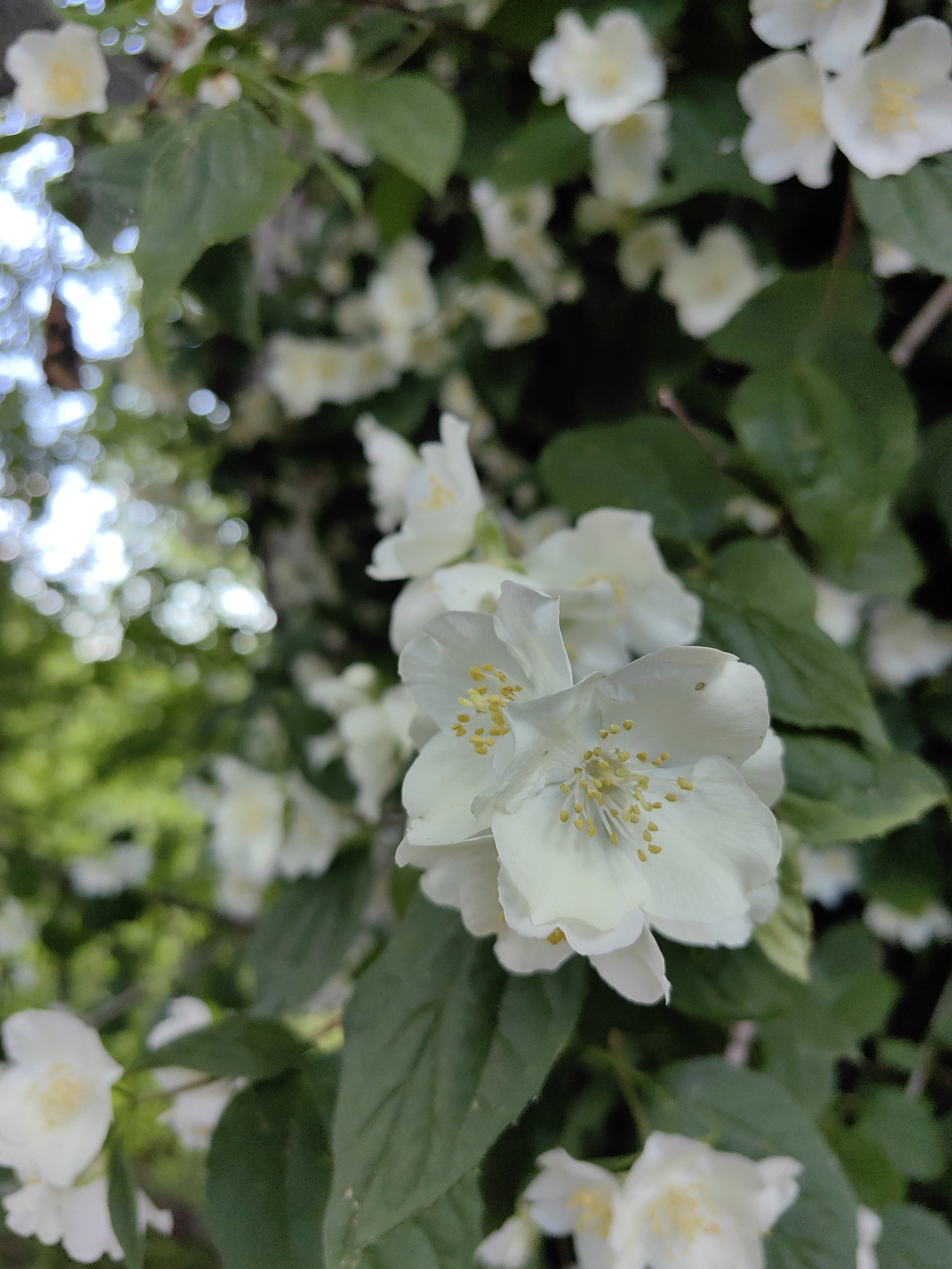 A vertical, close-up photograph captures several white, multi-petaled flowers with prominent yellow stamens, consistent with a flowering shrub such as mock orange (*Philadelphus* sp.). The primary subject, a cluster of flowers located from the lower-middle to the mid-right of the frame, is in sharp focus, showcasing intricate petal details and the texture of the stamens. A small, dark, oblong mark is visible on one of the white petals within this central cluster. The flowers are interspersed with and surrounded by dark green, ovate leaves, some in focus and others contributing to the blurred background. The background features significant bokeh, characterized by indistinct shapes of additional white flowers, blurred green foliage, and bright, circular out-of-focus light sources, indicating an outdoor setting with dappled sunlight. No human subjects, animals, or identifiable man-made objects are present in the image. The scene is situated outdoors in Ароматновское сельское поселение, Ukraine, during daylight hours.