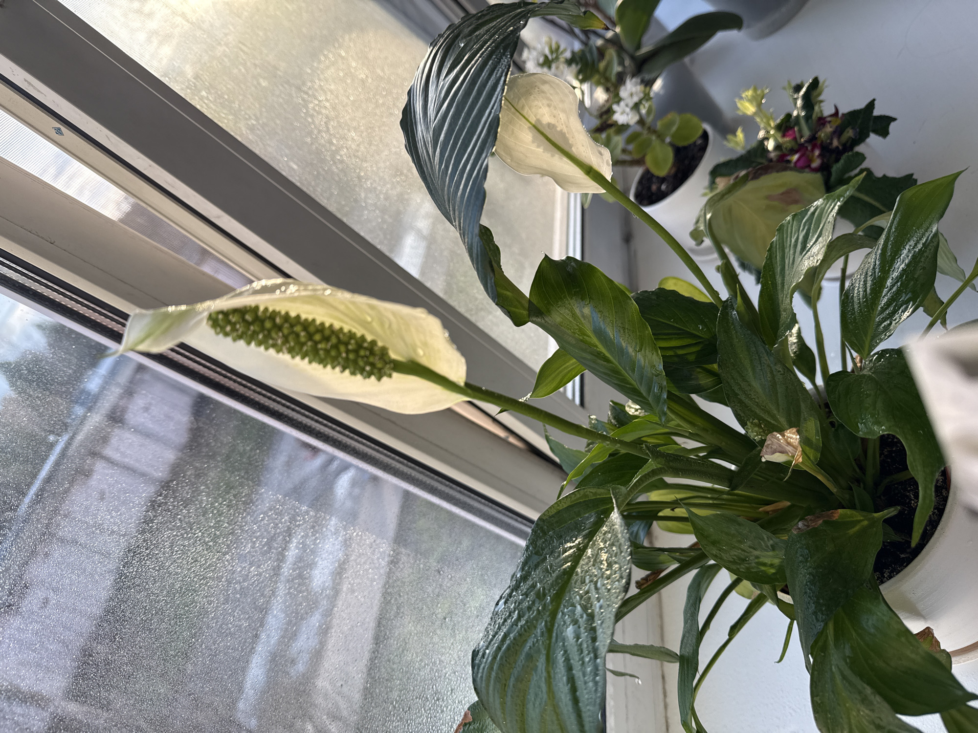 The image shows a close-up view of a peace lily plant in a white pot, positioned on a windowsill. The plant features prominent white bracts with a green spadix, surrounded by glossy green leaves. The windowsill is next to a window with condensation. Other plants are also located on the windowsill. The location in the city is unknown.
