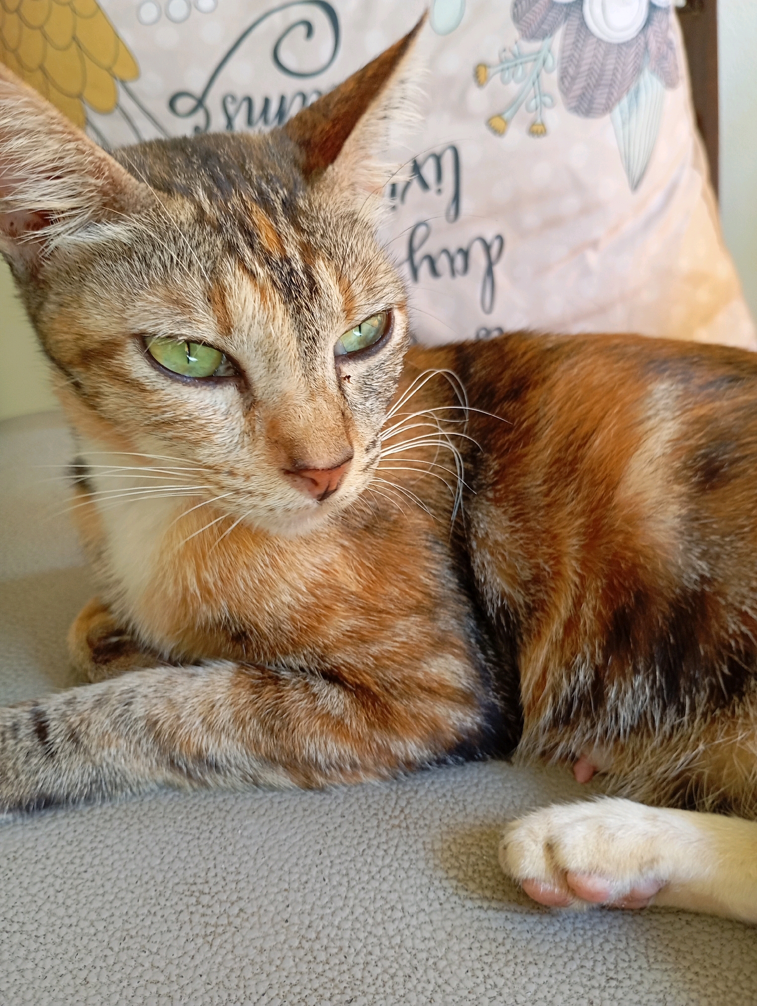 A calico cat with green eyes is lying on a gray textured surface, possibly a sofa or chair. The cat's fur is a mix of orange, brown, and black patches, with white accents on its chest and paws. In the background, a pillow with floral and script patterns is visible. The image appears to be a close-up shot, focusing on the cat's face and upper body. The lighting is soft, creating a relaxed ambiance. There is no indication of the city of Balikpapan, Indonesia.