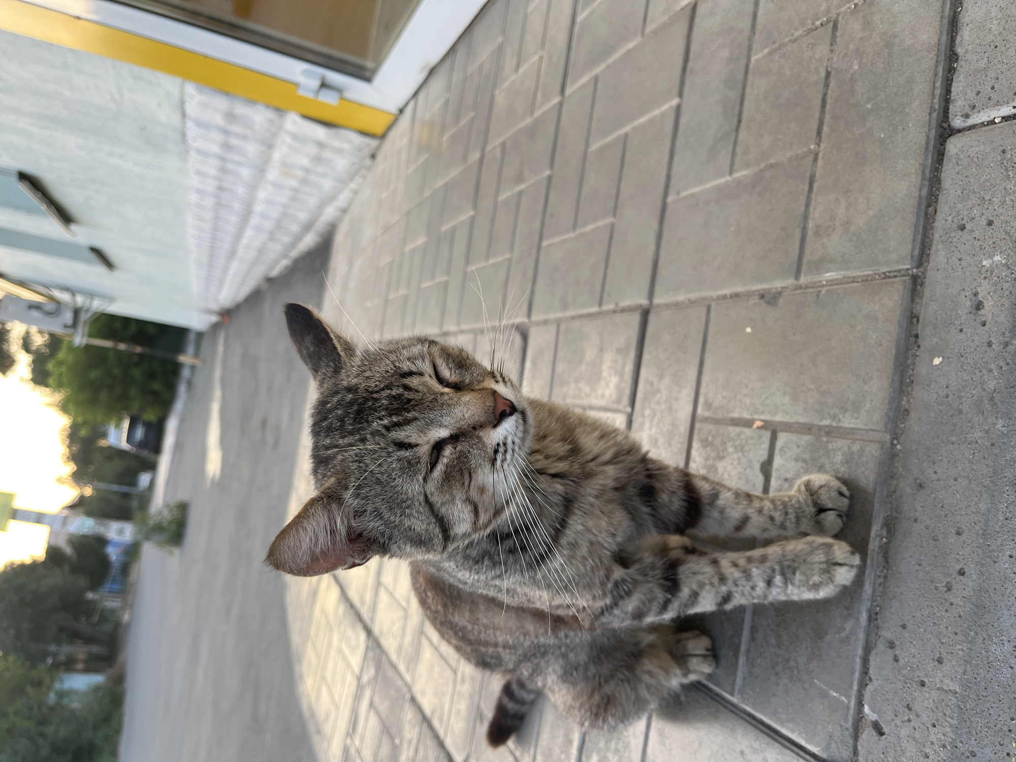 A medium shot captures a tabby cat sitting on a paved walkway. The cat is facing towards the right of the frame, with its eyes closed and its head tilted slightly downwards, suggesting it might be resting or enjoying the sunlight. Its fur is a mix of grey, black, and brown stripes, with distinct markings on its legs and tail. White whiskers are prominent against its darker muzzle. The walkway is made of grey rectangular pavers arranged in a herringbone pattern. To the right of the cat, a building with a light-colored facade and a prominent yellow vertical trim is visible, with a glass door or window. The background is slightly blurred, showing an outdoor environment with trees, a street, and a car, with the setting sun casting a warm glow. The scene appears to be in an urban or suburban setting, possibly in Saratov, Russia, given the architectural style and vegetation. There are no people or other animals visible in the frame.