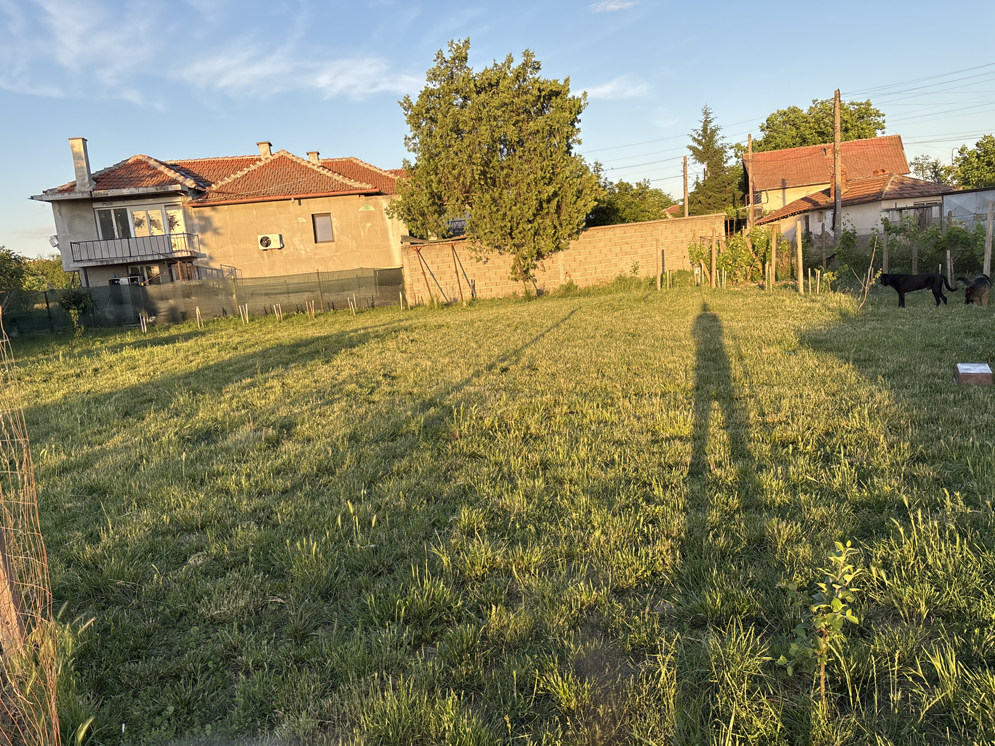 The image depicts a grassy yard in Unknown, Unknown. The yard is bordered by a brick wall and a building. There are two dogs in the background, and the shadow of a person in the foreground.