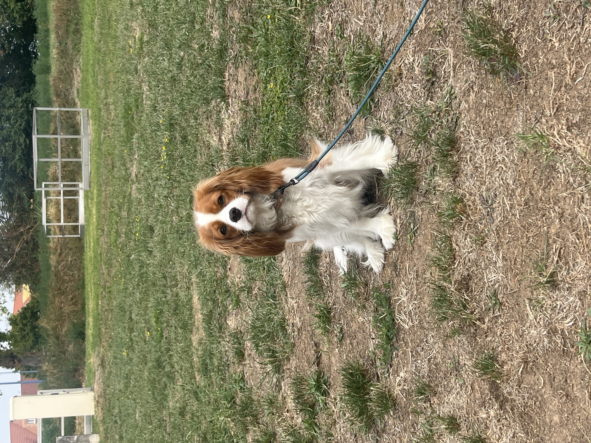 An outdoor, eye-level shot captures a Cavalier King Charles Spaniel sitting in the grass with a blue leash. The dog, mostly white with tan markings on its ears and face, looks directly at the camera with a calm expression. Its fluffy fur and long ears are prominent features. The dog is leashed to a thin, blue leash that extends out of frame to the right. The setting appears to be a park or grassy area, with patches of dry earth and sparse green grass. In the background, a light beige utility box is visible to the left, and behind it, trees and buildings, likely in Gertwiller, France, are partially obscured by foliage and the angle of the shot. Two metal cube-like structures, possibly part of park equipment or fencing, are also present in the background. The lighting suggests it is daytime, likely overcast or diffused sunlight, as there are no strong shadows.