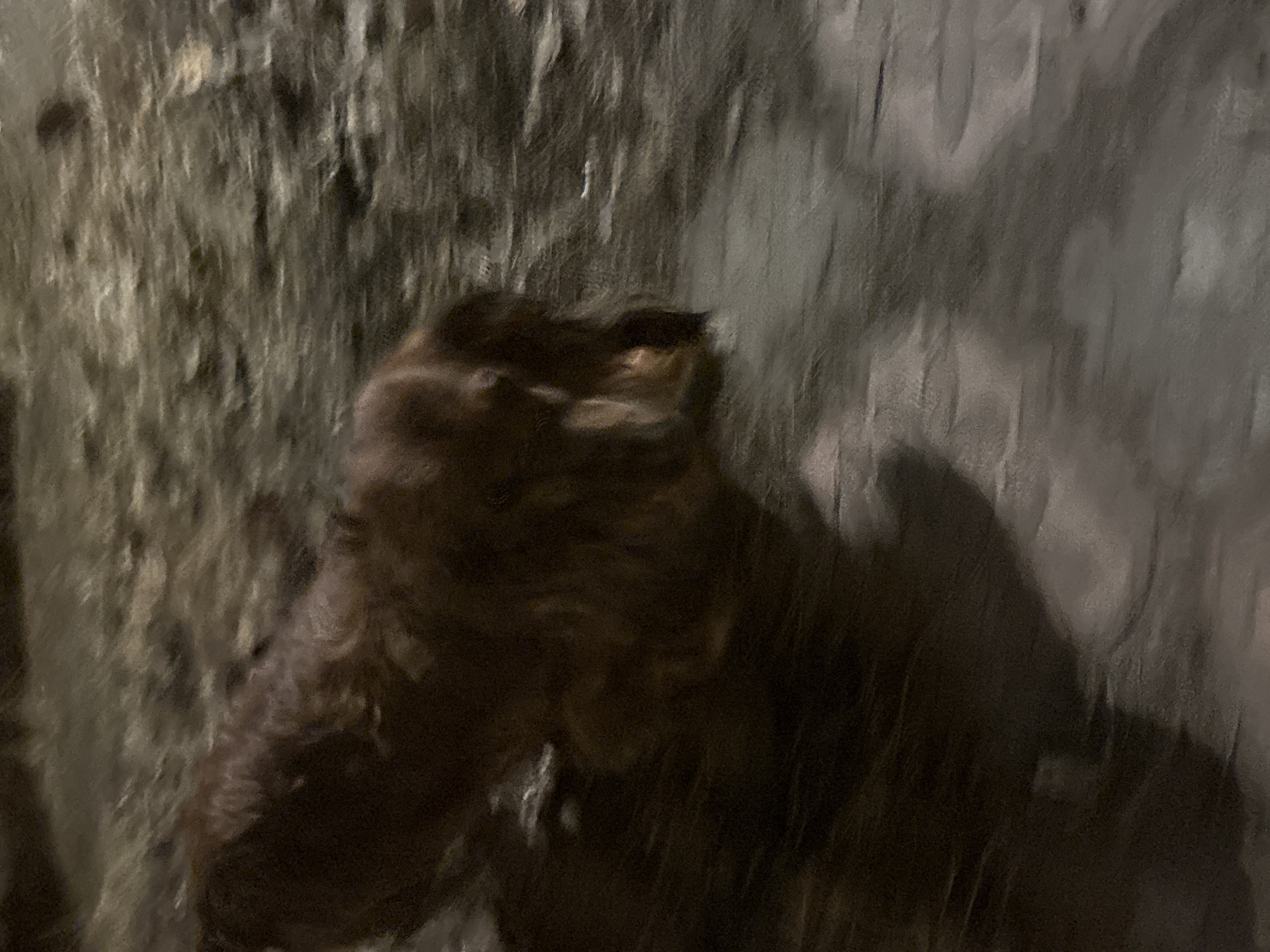 This media file presents a highly blurred and dark image, likely captured in very low light conditions. The primary subject is a dark, furry animal, possibly a large dog or a small bear, positioned in the central and lower-right portions of the frame. Its fur appears dark brown or black, and its shape is somewhat indistinct due to the motion blur and lack of illumination. The animal seems to be facing towards the right, with its head and upper body visible.
The background consists of vertical, streaky textures in shades of grey, brown, and beige. This background is also heavily blurred, contributing to the overall sense of motion or a poorly focused shot. It could represent a natural element like a rock face, cave wall, or tree bark, possibly wet or with significant texture. The vertical streaks might also be an artifact of camera movement or falling rain/water.
The activity captured is unclear due to the significant blur, but the streaky appearance suggests movement, either of the subject or the camera, during exposure. There are no visible details regarding time of day other than the obvious low light environment, implying night or a deeply shaded indoor/natural setting. No text is visible in the image. The overall scene conveys a sense of a wild or natural environment, consistent with the location context of Krasnoyarsk, Russia.