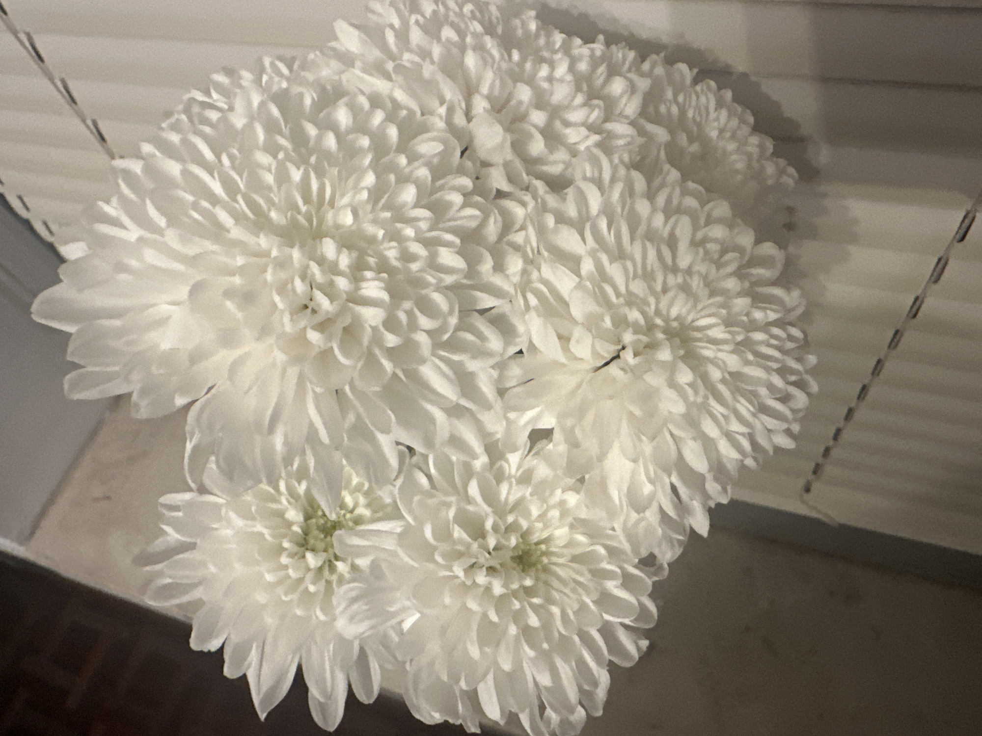 A high-angle shot depicts a bouquet of five white chrysanthemums in soft lighting. The blooms are densely packed, their petals appearing ruffled and layered. The background shows partial views of Venetian blinds and a dark floor. No people are visible. The image's location in Sofia, Bulgaria, is not evident from the visual data.