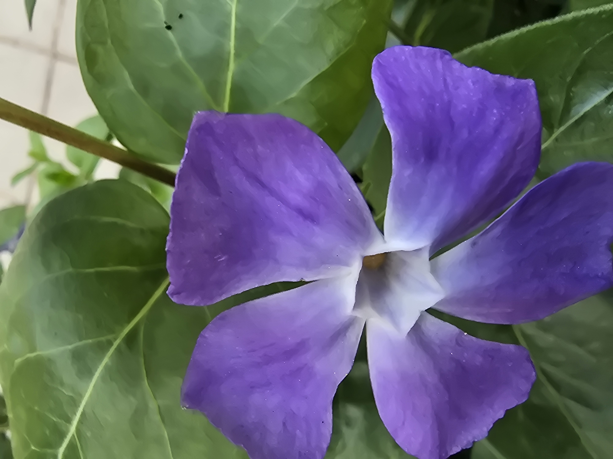 A close-up shot shows a vibrant purple flower with five petals, surrounded by green leaves. The flower has a white center. The location is Unknown, Unknown.