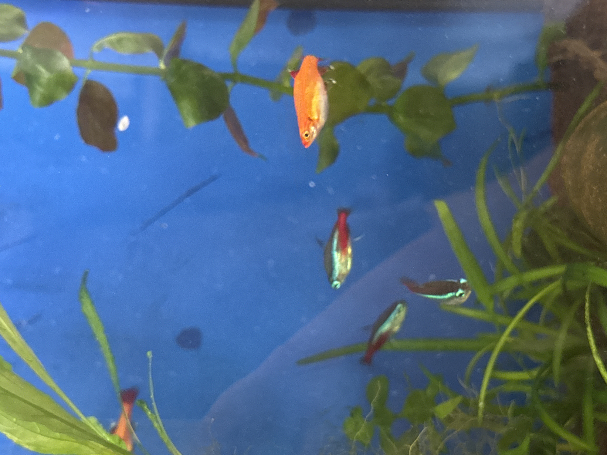 The image shows a close-up, eye-level view of a freshwater aquarium. The primary subjects are several small, colorful fish swimming in the blue water, interspersed with green aquatic plants and some darker, brown leaves.
In the center of the frame, a bright orange fish with a lighter underside is prominently visible, suspended in the water. Below it, another fish with red and silver coloration is also visible. Further down and to the right, two neon tetras with their characteristic blue and red stripes are swimming amongst the plants. At the bottom left, part of a reddish fish is visible.
The setting is a well-maintained aquarium with clear blue water, indicating good water quality. The aquatic plants appear healthy, with some of them reaching towards the surface and others forming dense foliage. The lighting appears to be from above, typical of aquarium setups, suggesting daytime. There are no people or text visible in the image. The overall impression is one of a peaceful aquatic environment. The location context of Mikhaylovsk, Russia, is external information and not directly discernible from the image itself.