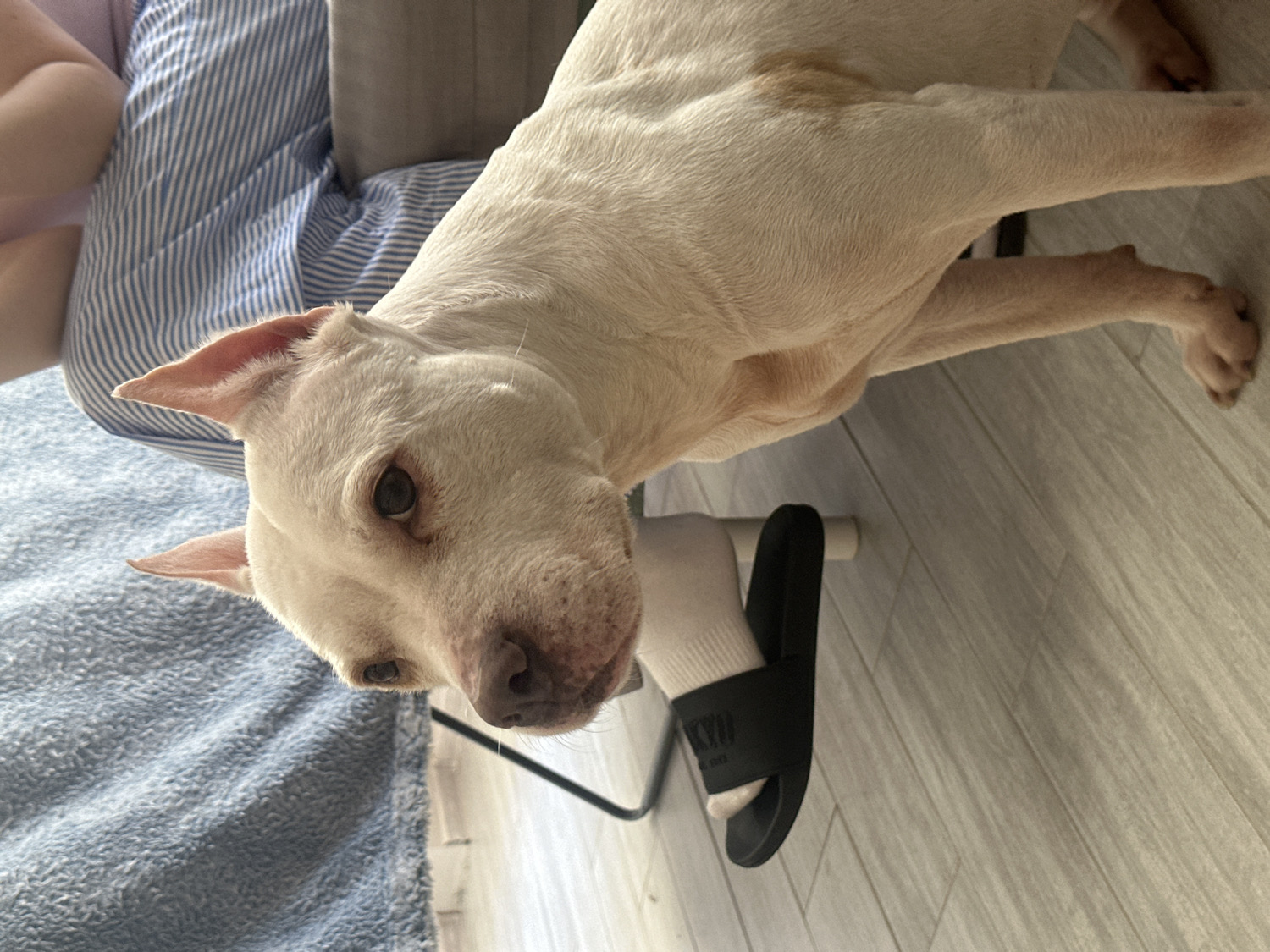 An indoor, overhead shot depicts a white pit bull-type dog looking directly at the camera. The dog has short, light-colored fur, dark eyes, and a pinkish nose, with its ears alertly perked. A faint, light brown patch is visible on its back. The dog's body stretches diagonally across the frame, positioned above a light-colored wooden plank floor on the right.
To the left, a textured blue fabric, likely a blanket or rug, is visible. Behind the dog's head, part of a person's legs are seen, partially covered by blue and white striped fabric, possibly clothing or bedding. A foot, wearing a white ankle sock and a black slide sandal, rests on the wooden floor near the dog's hind leg. The sandal features white block lettering that appears to spell "PINK." The scene suggests a relaxed daytime moment in a domestic setting. The provided location context for this image is Sochi, Russia.