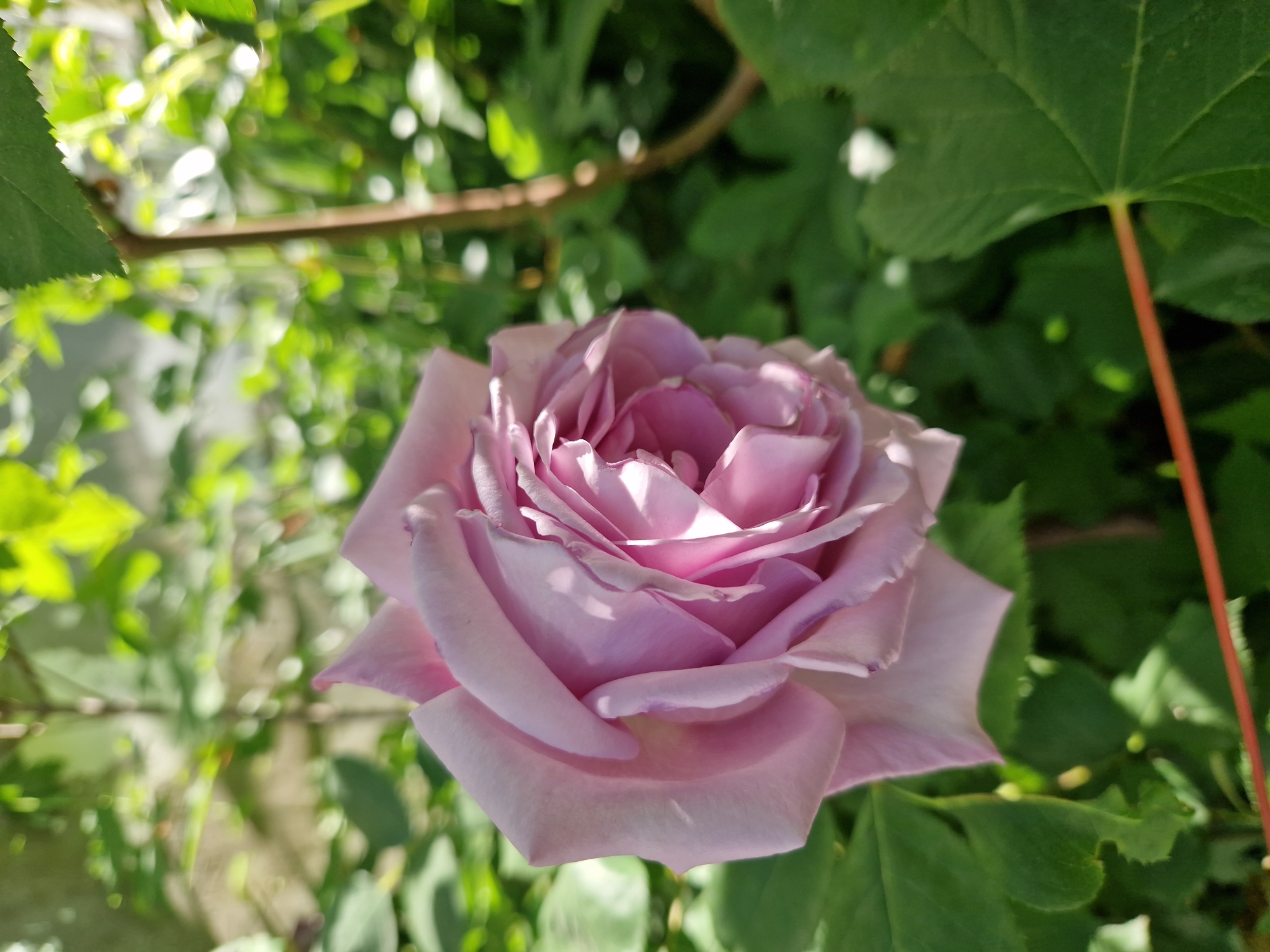 A close-up shot depicts a single, fully bloomed rose with lavender petals. The rose is the focal point, surrounded by lush green foliage. The background consists of varying shades of green leaves and stems, some out of focus. No people are visible. The location, Sofia, Bulgaria, is not explicitly depicted in the image but is inferred based on user prompt.