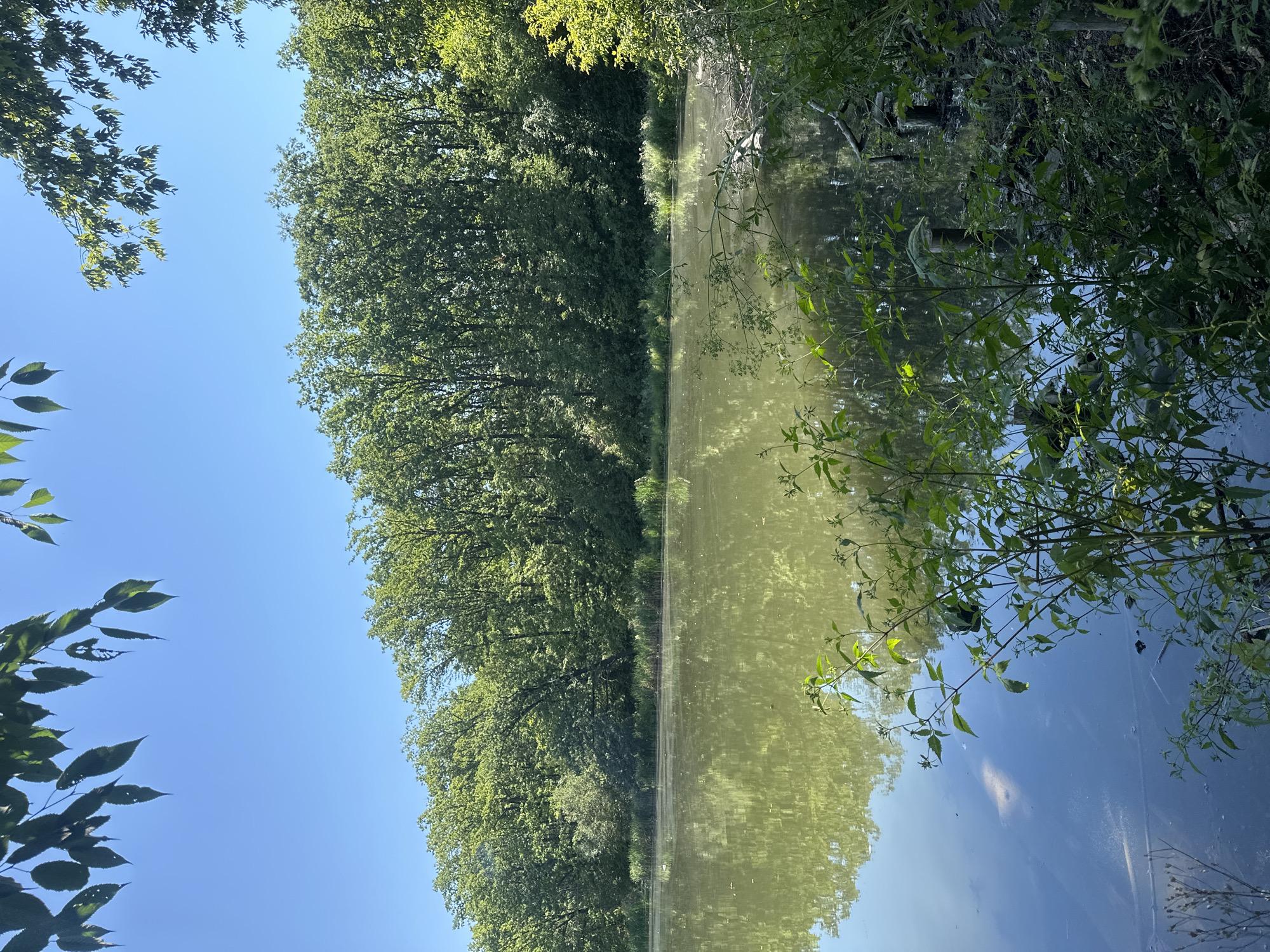 The image depicts a tranquil natural scene at a body of water, likely a lake or pond, adjacent to a dense forest. The foreground is dominated by lush green vegetation, including leafy branches and tall grasses, some of which extend into the water. The water itself is calm and reflects the surrounding trees and the clear blue sky. The shoreline is lined with reeds and more vegetation, leading into a thick wall of deciduous trees that form the backdrop of the scene. The lighting suggests it is daytime, with the sun casting reflections on the water and illuminating the foliage. The environment appears undisturbed and natural. There are no people or visible animals in the image. The location is identified as being in the city of Makiv, Ukraine.