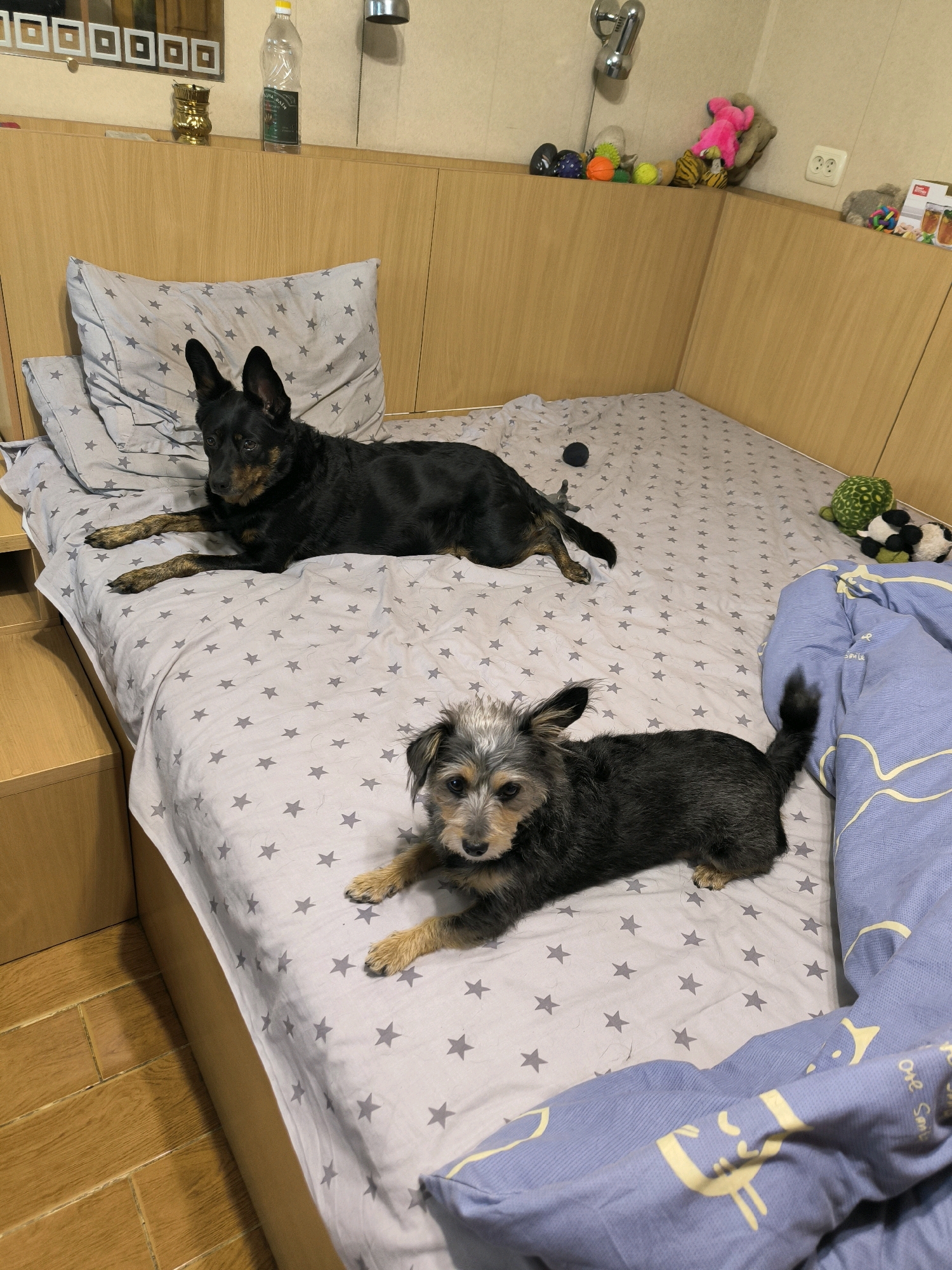 Two dogs are lying on a bed with a star-patterned duvet. One dog, a larger black and tan breed, is lying on its side towards the head of the bed. The second dog, a smaller scruffy terrier mix, is lying closer to the foot of the bed, facing the camera. The room appears to be a bedroom, with a wooden headboard and a nightstand to the left of the bed. Various dog toys are visible on the headboard and on the floor near the foot of the bed. The lighting suggests it is indoors, possibly at night or in a dimly lit room. There is no information in the image to suggest the location is in Mykolaiv, Ukraine.