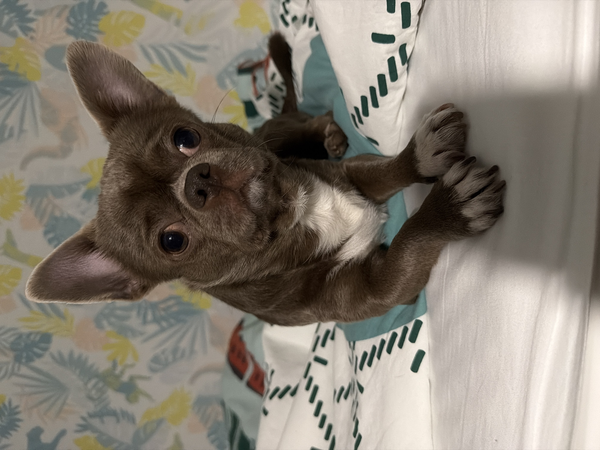 A brown chihuahua with white markings is lying on its back on a bed. The bed has two different patterned sheets: one with a floral pattern and the other with a white base and green geometric pattern. The dog's tail and one hind leg are visible in the background. The dog is looking directly at the camera with a pleading expression. The location cannot be determined from the image.