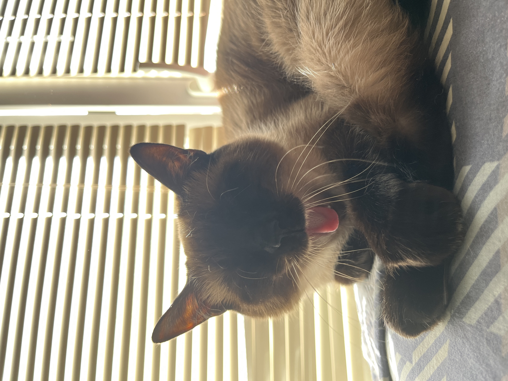 A medium shot of a brown and white Siamese cat. The cat is in a upside-down position, lying near a closed white vertical blind. The cat's tongue is sticking out of its mouth. The cat is resting on top of blue and white striped fabric. The scene is brightly lit.
There is no indication of the location of Chaikovsky, Russia.