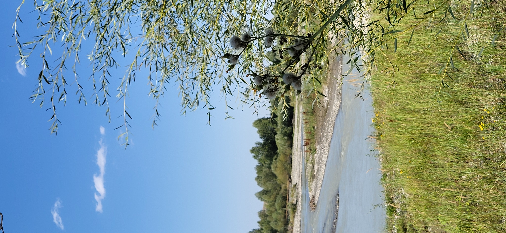 A bright, sunny day is depicted in this vertical, full-frame photograph taken in Taldykorgan, Kazakhstan. The scene showcases a natural landscape dominated by a river and lush vegetation. The sky is a vibrant, clear blue with a few wispy white clouds scattered across it. In the foreground, on the right side of the image, is a close-up view of a branch of a willow tree with long, thin green leaves. The branch also has some fluffy seed pods or flowers on it.
To the left of the tree, a wide river flows. The water is a pale blue-gray color and appears shallow in places, with visible gravel bars and sandbanks emerging from the water. Along the riverbank in the middle ground, there is a strip of green grass interspersed with dry reeds and some larger plants. Beyond the river, a dense line of trees forms a backdrop, with a variety of green foliage indicating a mix of tree types. The terrain behind the trees appears to slope upwards slightly, with some lighter colored soil visible. The foreground on the left is a grassy slope with tall green grass, some dried stalks, and a few small yellow wildflowers. The overall impression is one of a serene and natural environment. There are no people or man-made structures prominently visible in the image.