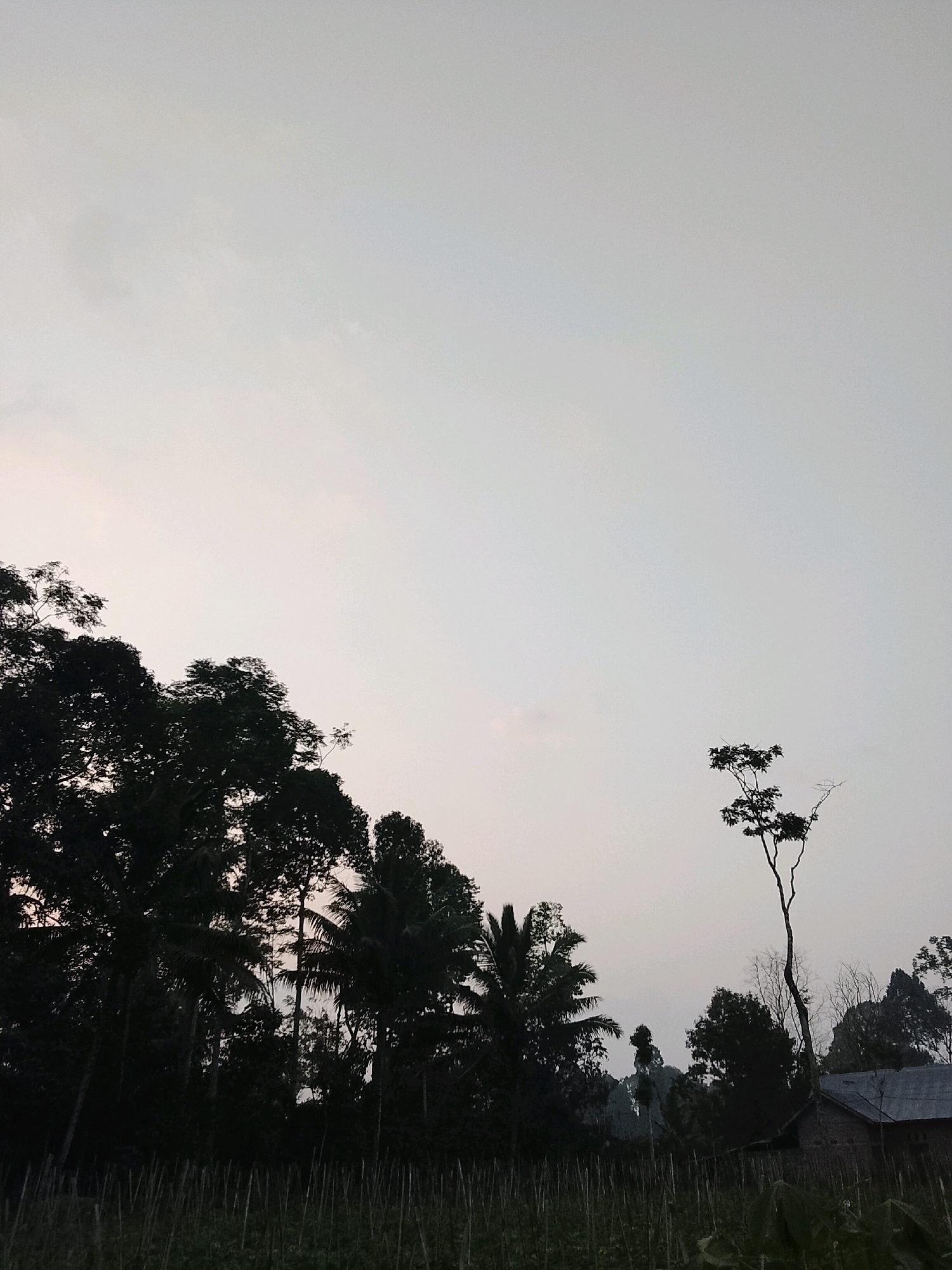 This is a vertical, outdoor photograph taken at dusk in Padang Dalom, Indonesia. The sky is overcast and a pale grey, with hints of pink near the horizon. Silhouetted against the sky on the left side of the frame are dense trees, including palm trees. To the right, a solitary, bare tree stands tall. In the lower right corner, the roof of a small, dark building with a grey corrugated roof is visible. In the foreground, there appears to be a field with thin vertical stakes. The overall impression is of a rural landscape at the end of the day.